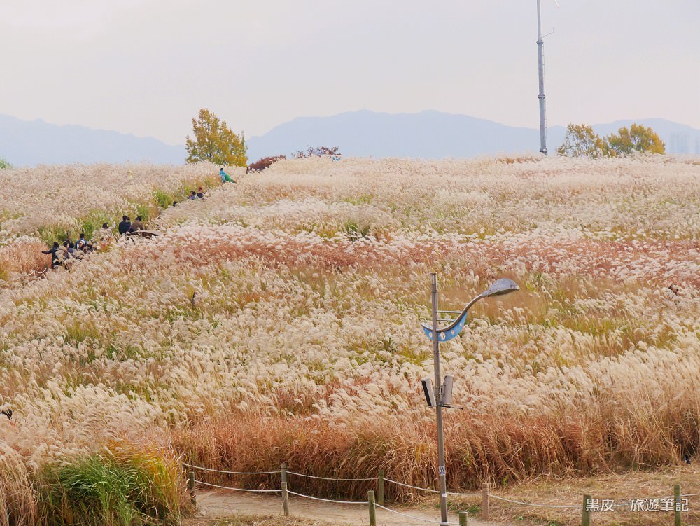 韓國。首爾景點│首爾天空公園，韓國秋天必遊景點推薦，紫芒節，交通攻略，粉黛亂子草、波波草，無盡的芒草園