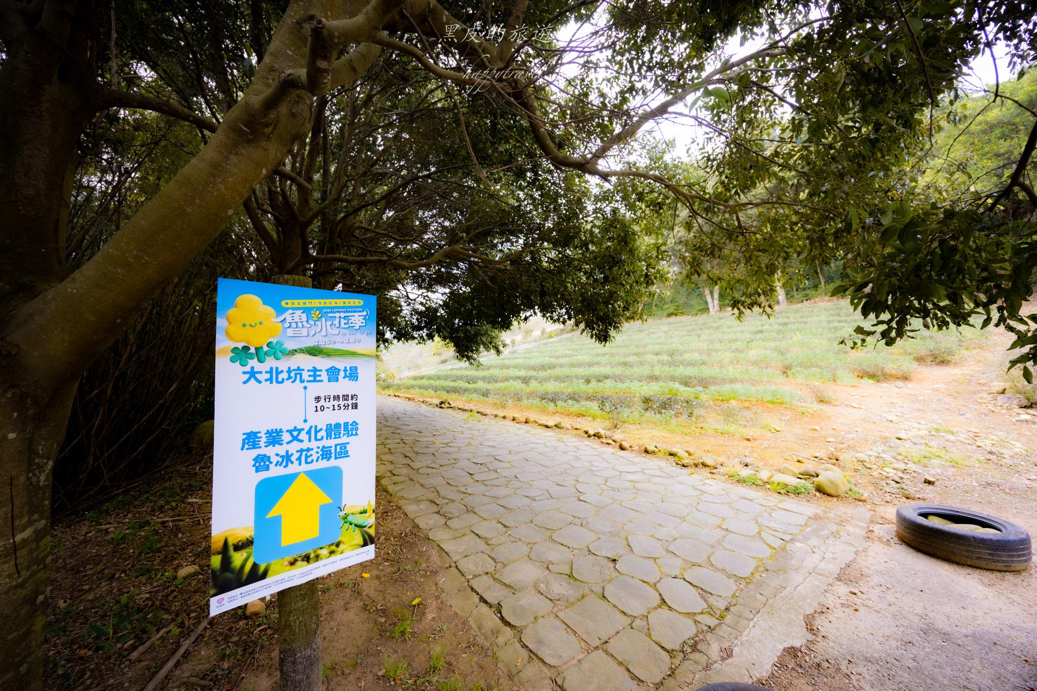 龍潭大北坑魯冰花｜全台最大的魯冰花故鄉，灑落山坡的黃色精靈