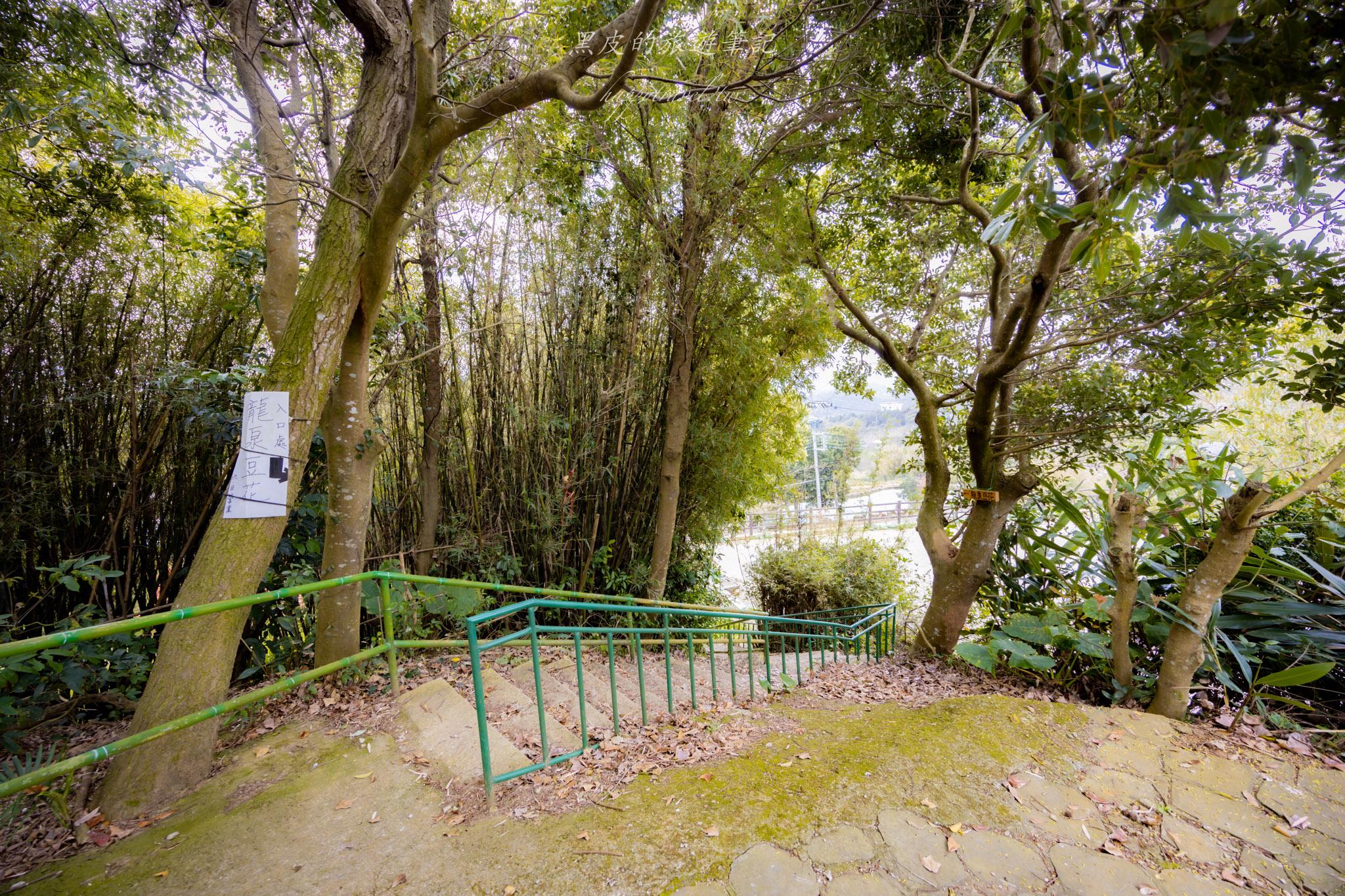 龍潭大北坑魯冰花｜全台最大的魯冰花故鄉，灑落山坡的黃色精靈