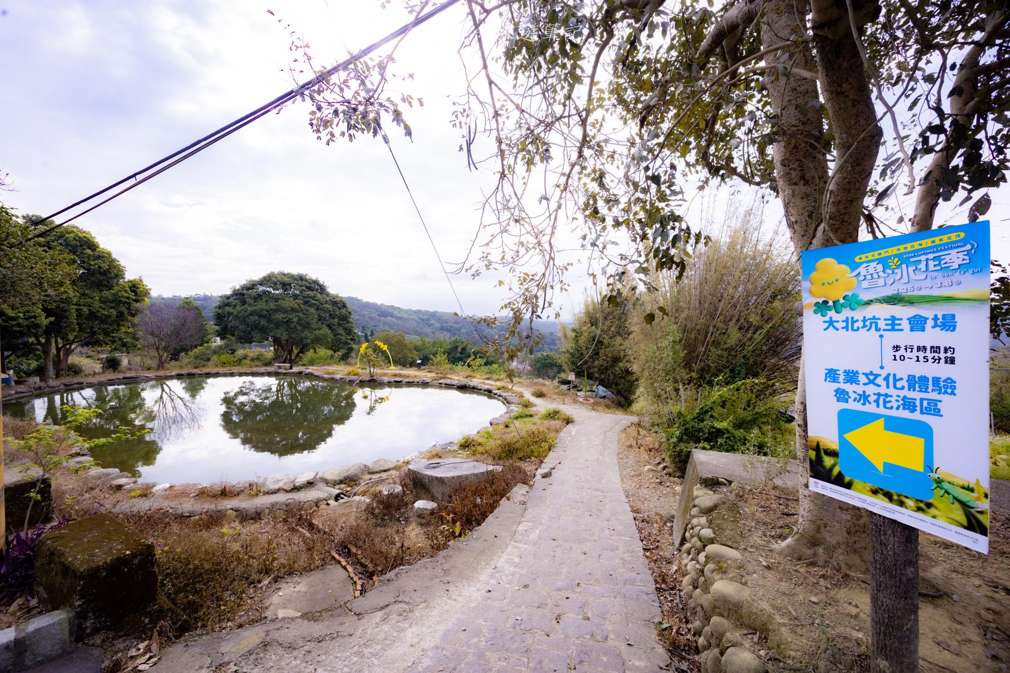 龍潭大北坑魯冰花｜全台最大的魯冰花故鄉，灑落山坡的黃色精靈