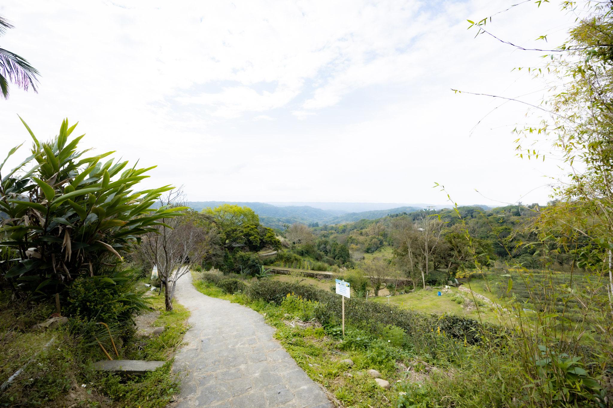 龍潭大北坑魯冰花｜全台最大的魯冰花故鄉，灑落山坡的黃色精靈