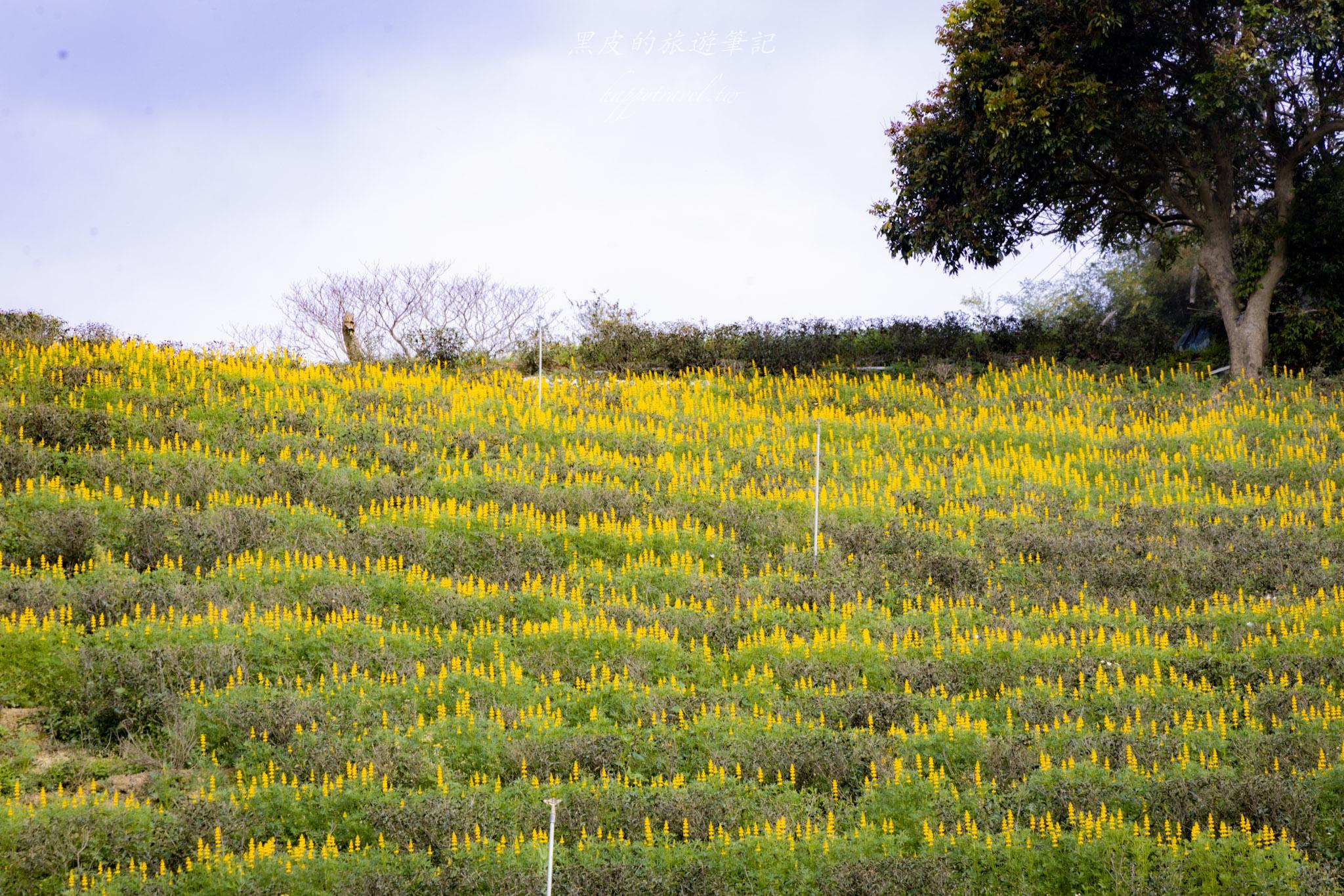 龍潭大北坑魯冰花｜全台最大的魯冰花故鄉，灑落山坡的黃色精靈