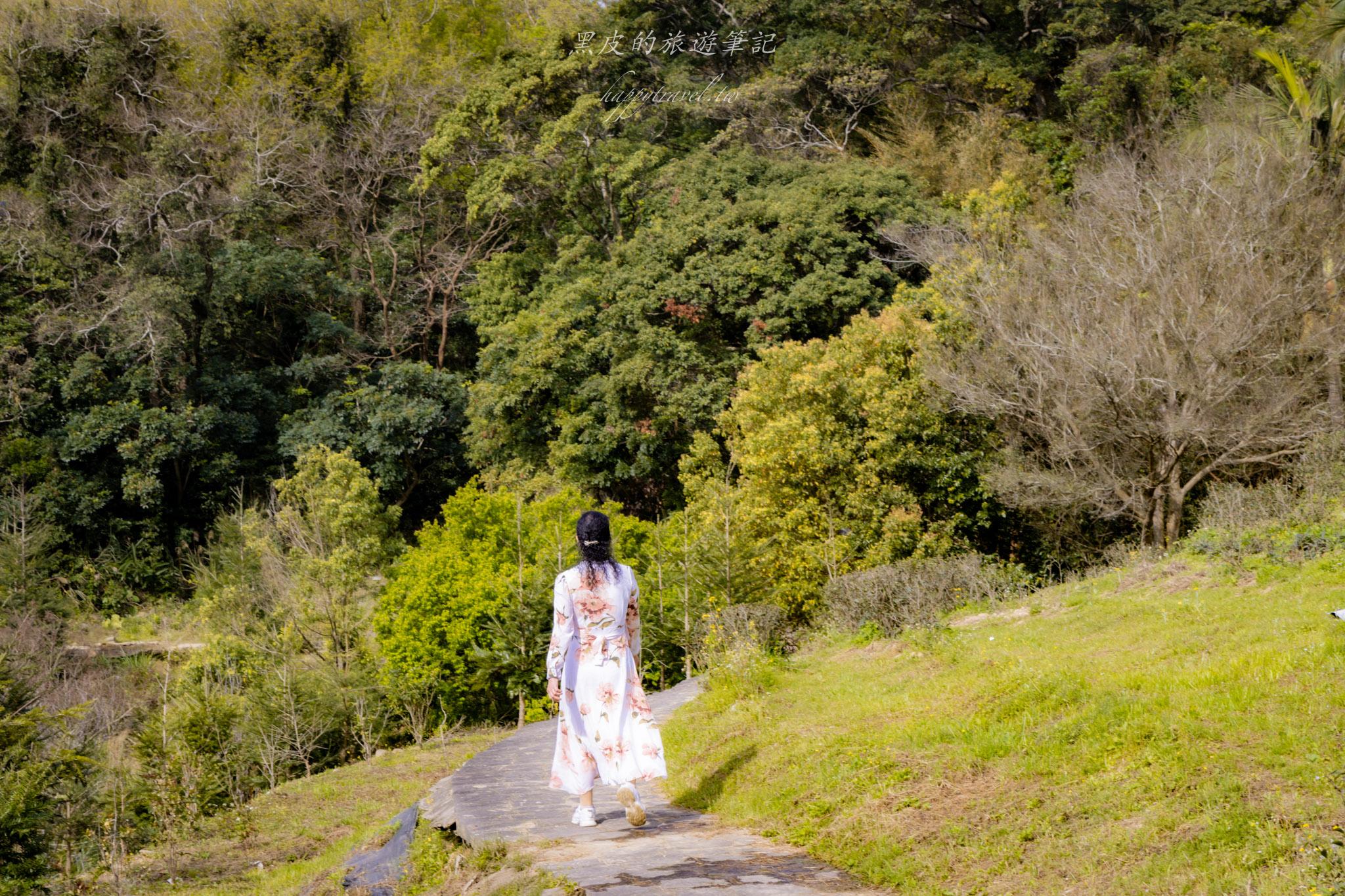 龍潭大北坑魯冰花｜全台最大的魯冰花故鄉，灑落山坡的黃色精靈