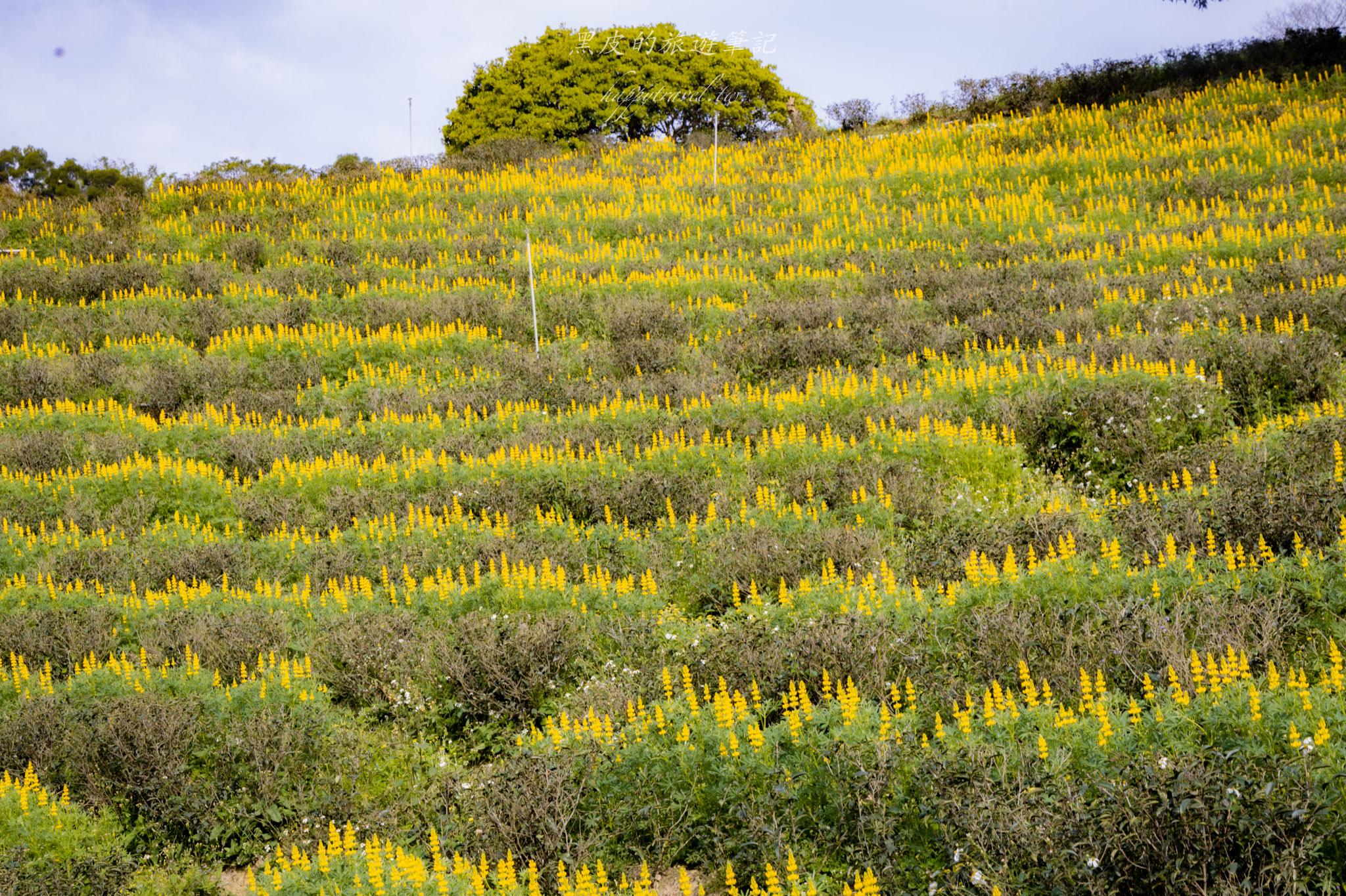 龍潭大北坑魯冰花｜全台最大的魯冰花故鄉，灑落山坡的黃色精靈