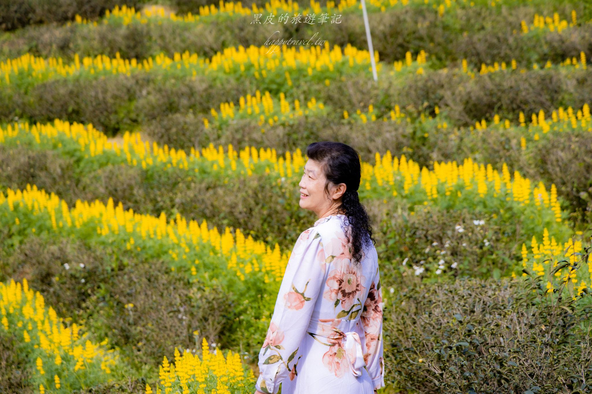 龍潭大北坑魯冰花｜全台最大的魯冰花故鄉，灑落山坡的黃色精靈