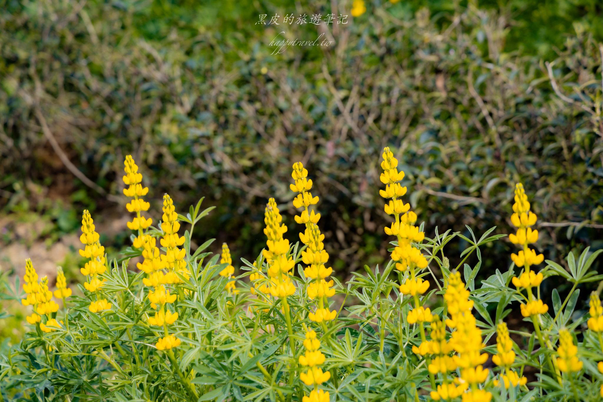 龍潭大北坑魯冰花｜全台最大的魯冰花故鄉，灑落山坡的黃色精靈