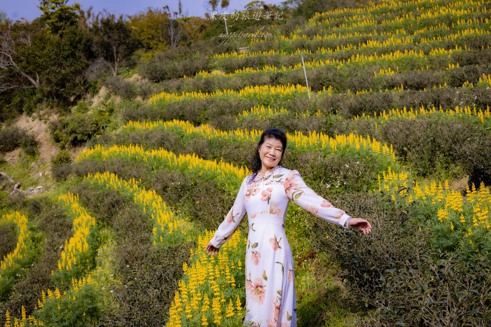 龍潭大北坑魯冰花｜全台最大的魯冰花故鄉，灑落山坡的黃色精靈