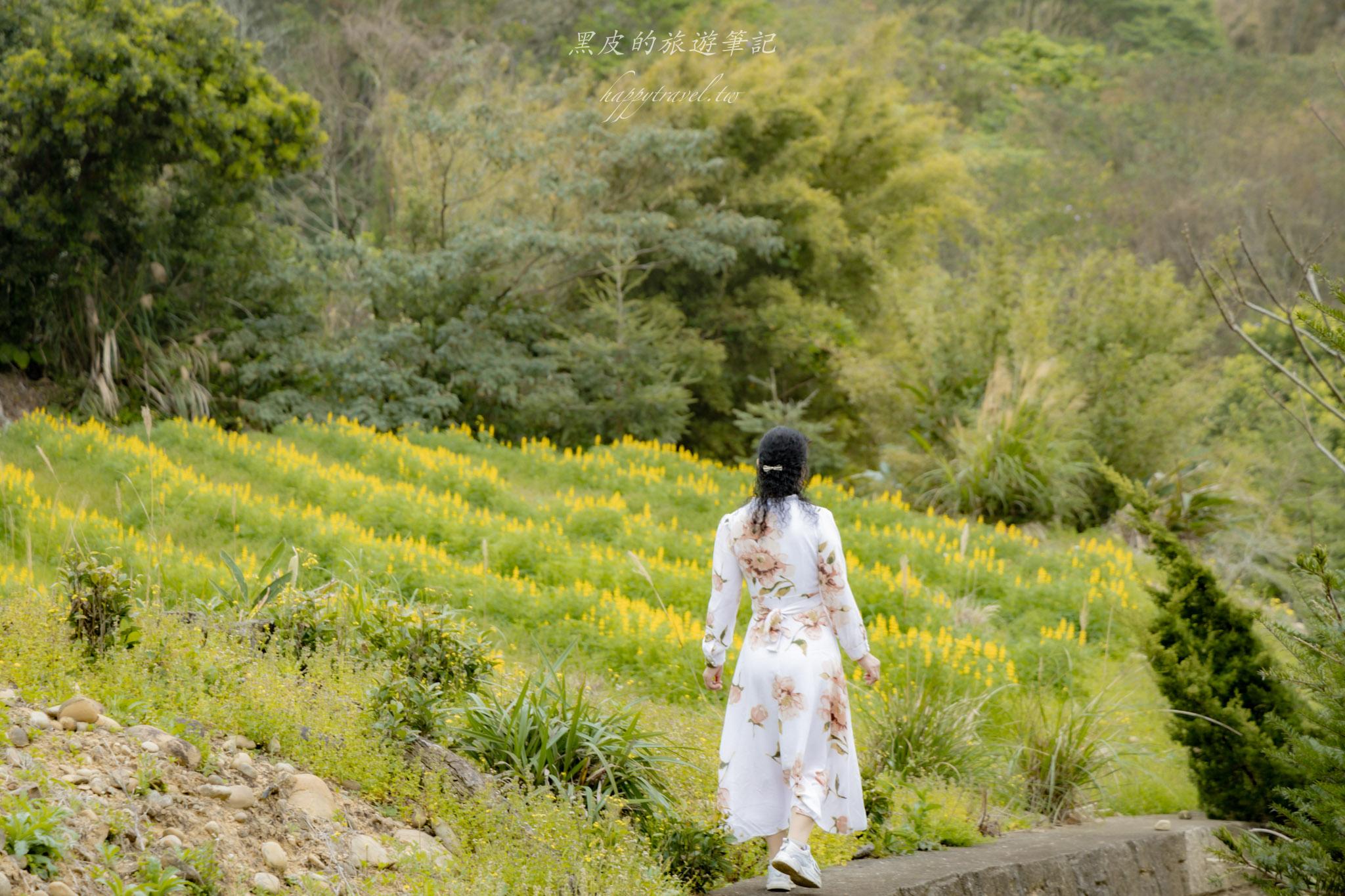 龍潭大北坑魯冰花｜全台最大的魯冰花故鄉，灑落山坡的黃色精靈