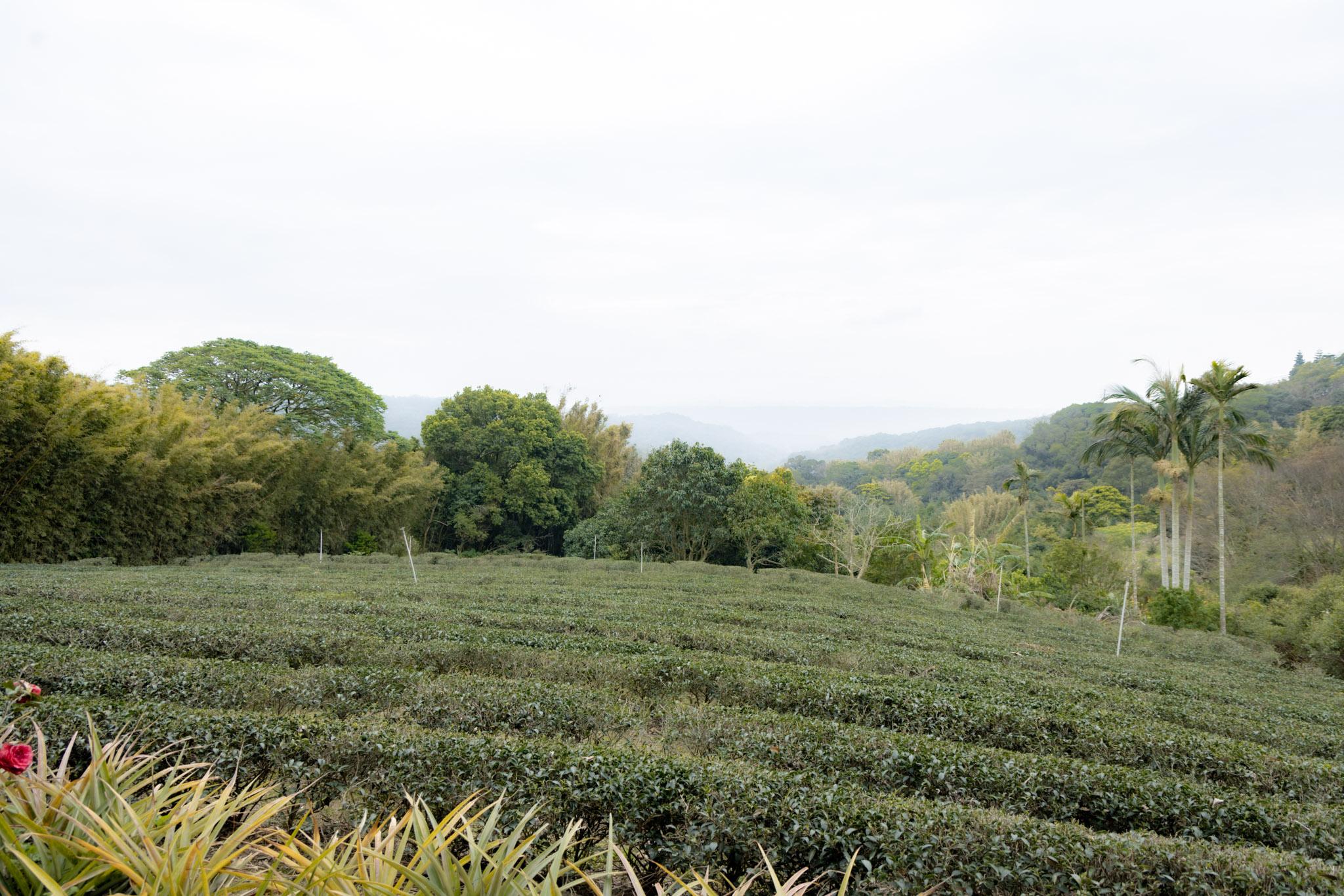 龍潭大北坑魯冰花｜全台最大的魯冰花故鄉，灑落山坡的黃色精靈