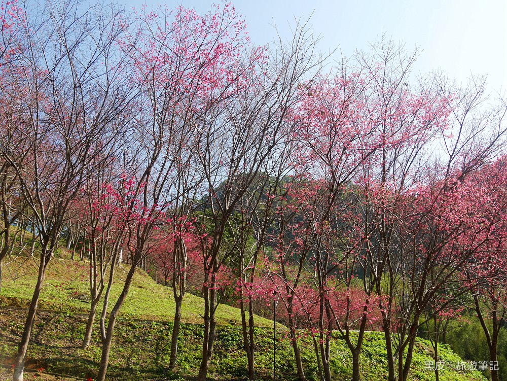 桃園新景點。翠墨莊園│賞櫻花熱門景點，寒假春節必排行程，日本和服體驗