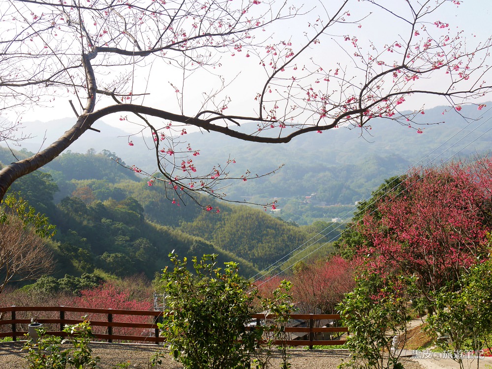 桃園新景點。翠墨莊園│賞櫻花熱門景點，寒假春節必排行程，日本和服體驗