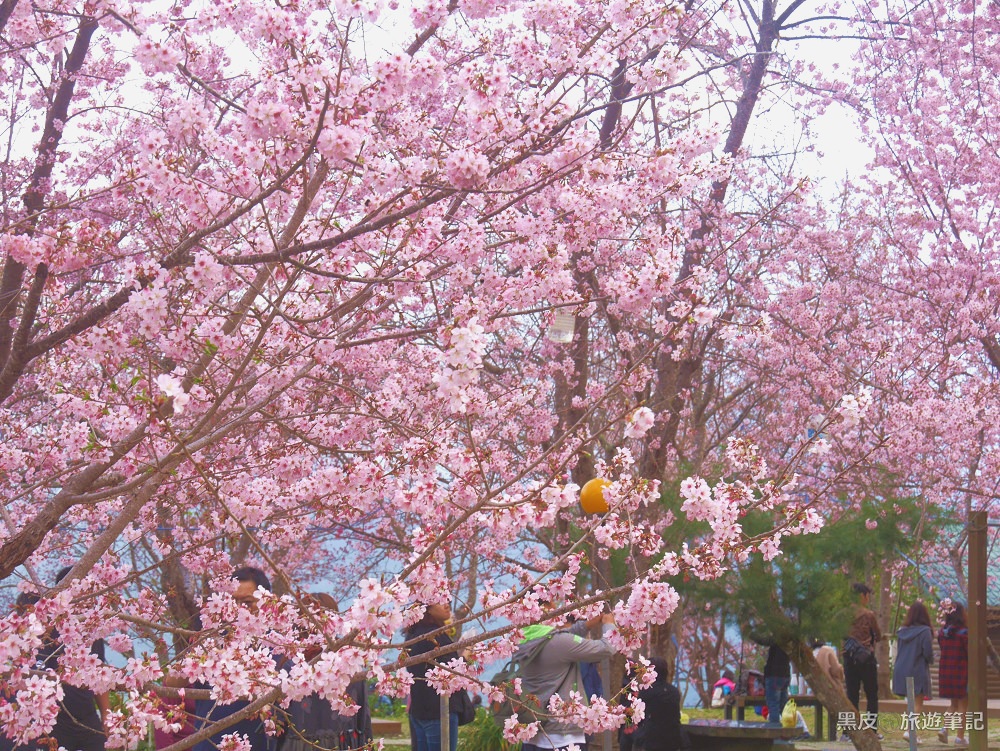 桃園櫻花大爆發。拉拉山【恩愛農場】│2022櫻花季/上巴陵粉紅富士櫻震撼視覺