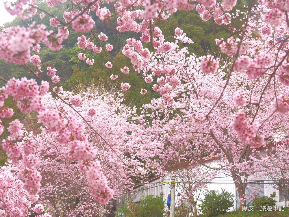 桃園櫻花大爆發。拉拉山【恩愛農場】│2022櫻花季/上巴陵粉紅富士櫻震撼視覺