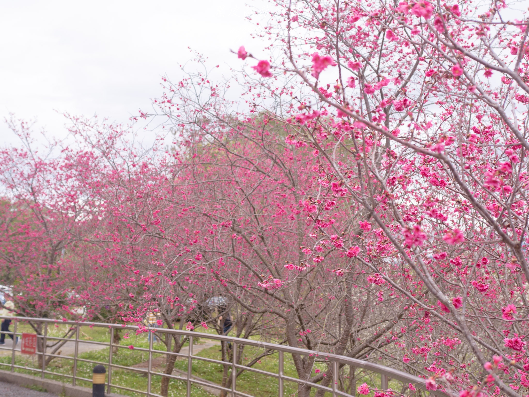 南投景點。暨南大學賞櫻花｜台灣最繽紛的花卉大學，春天快來這邊賞櫻花