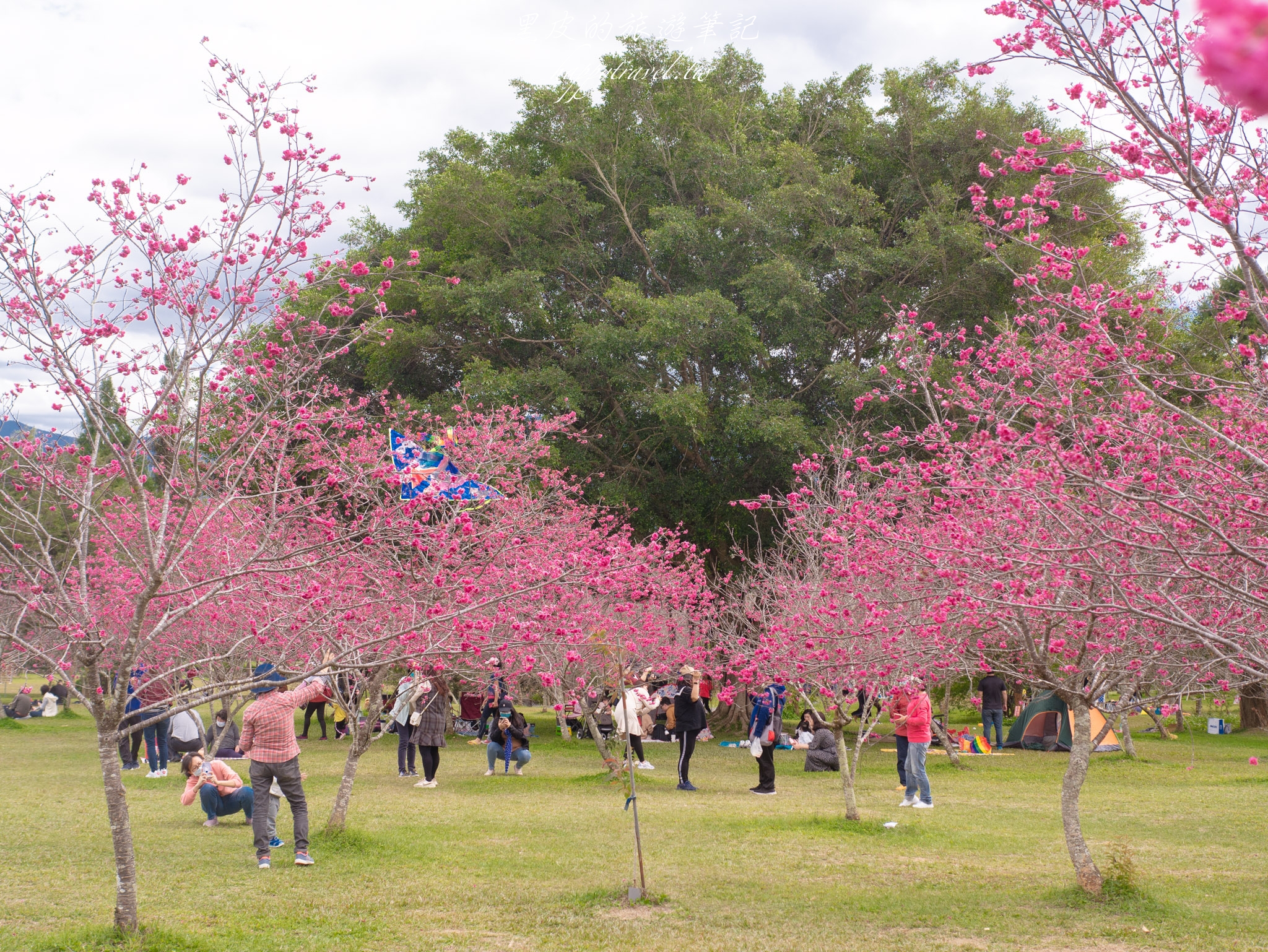 南投景點。暨南大學賞櫻花｜台灣最繽紛的花卉大學，春天快來這邊賞櫻花