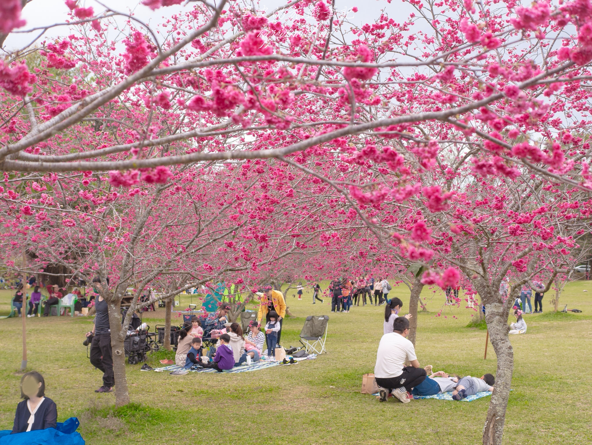 南投景點。暨南大學賞櫻花｜台灣最繽紛的花卉大學，春天快來這邊賞櫻花 @黑皮的旅遊筆記
