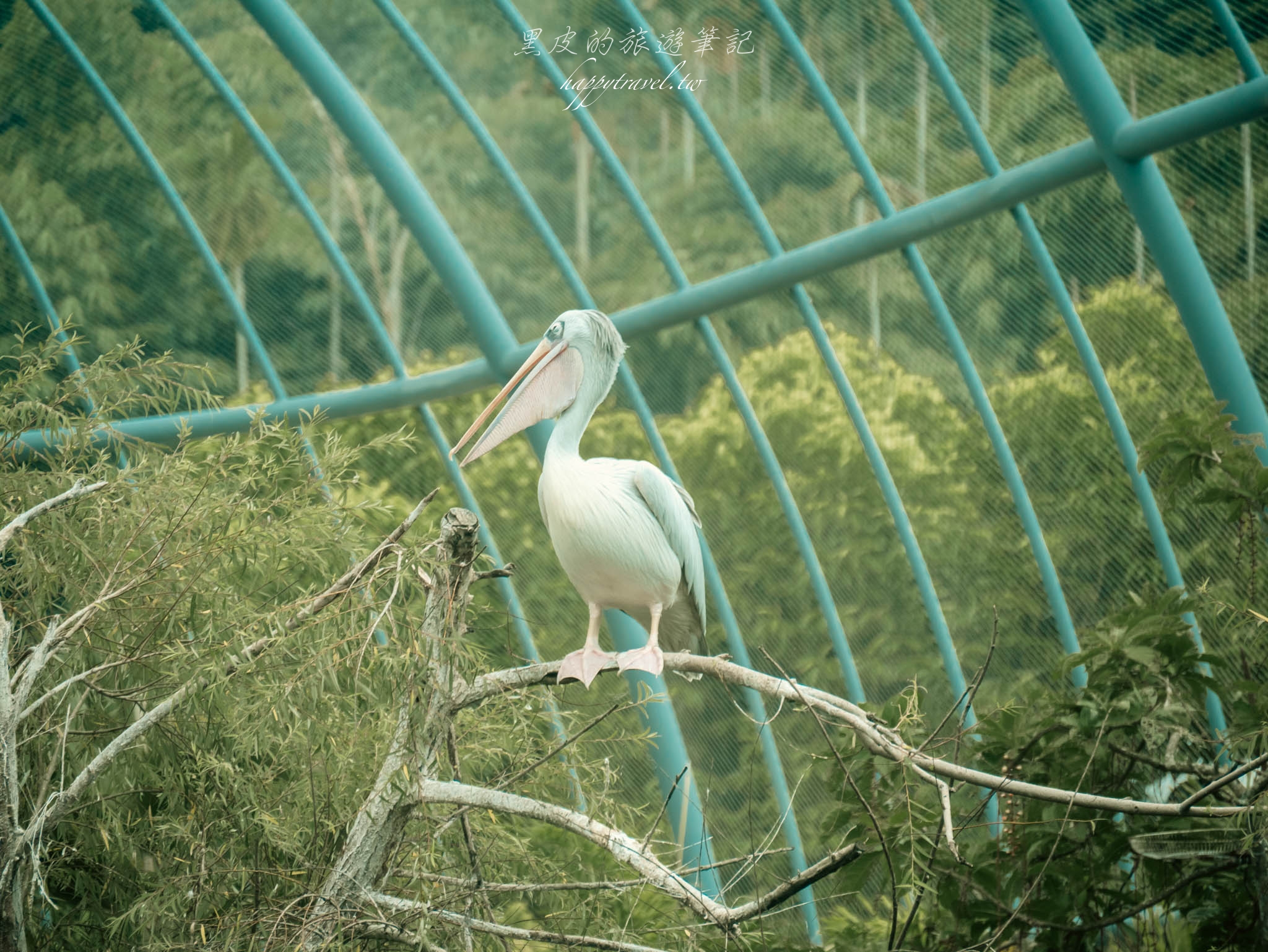南投景點。JOJOZOO PARK九九峰動物樂園｜全台最大鳥類動物園，號稱為台灣版侏羅紀公園