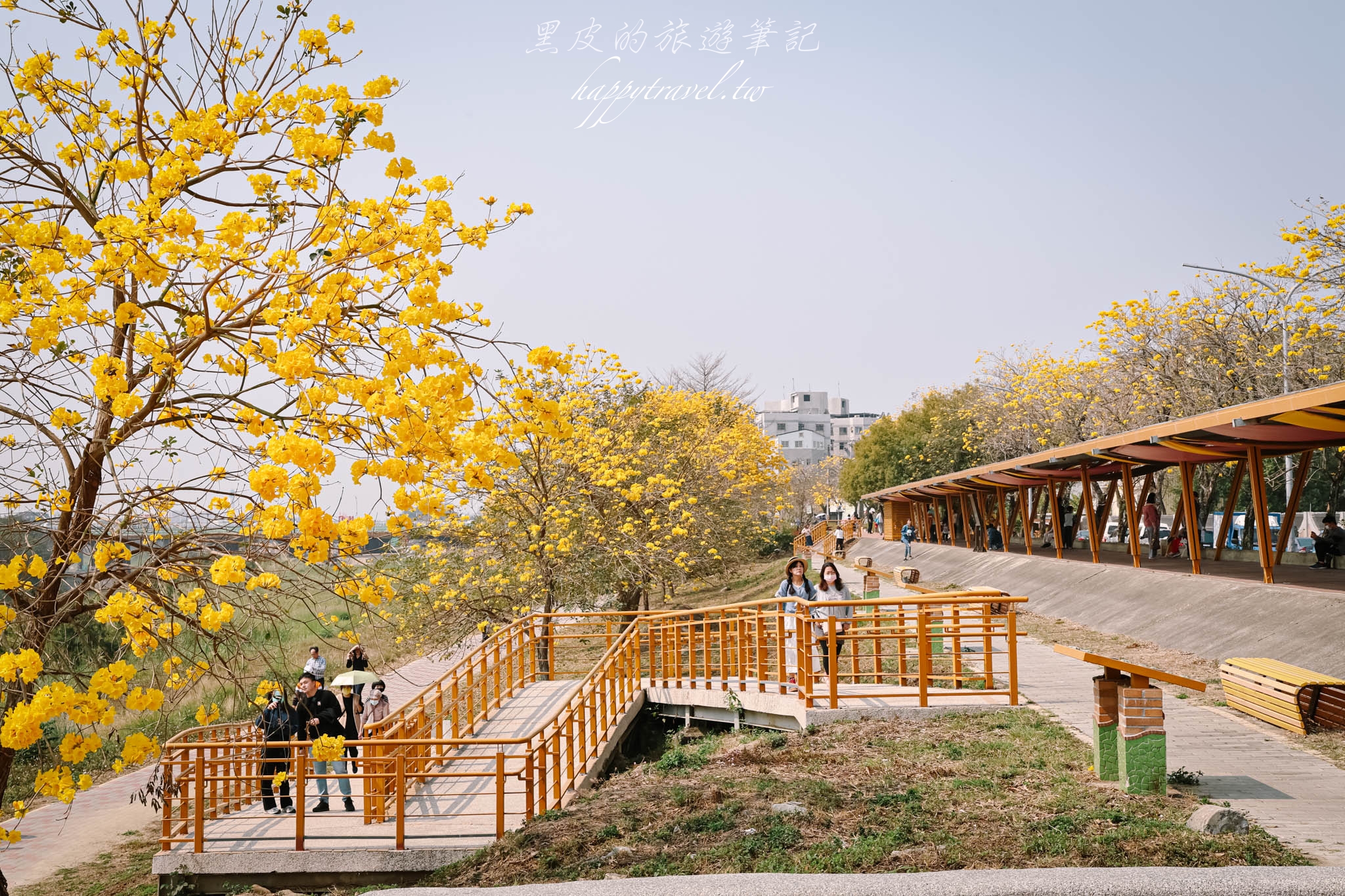 嘉義景點。軍輝橋步道黃花風鈴木｜綿延不絕的絕美黃金步道閃亮登場，怎麼拍都是一系列的韓風美照