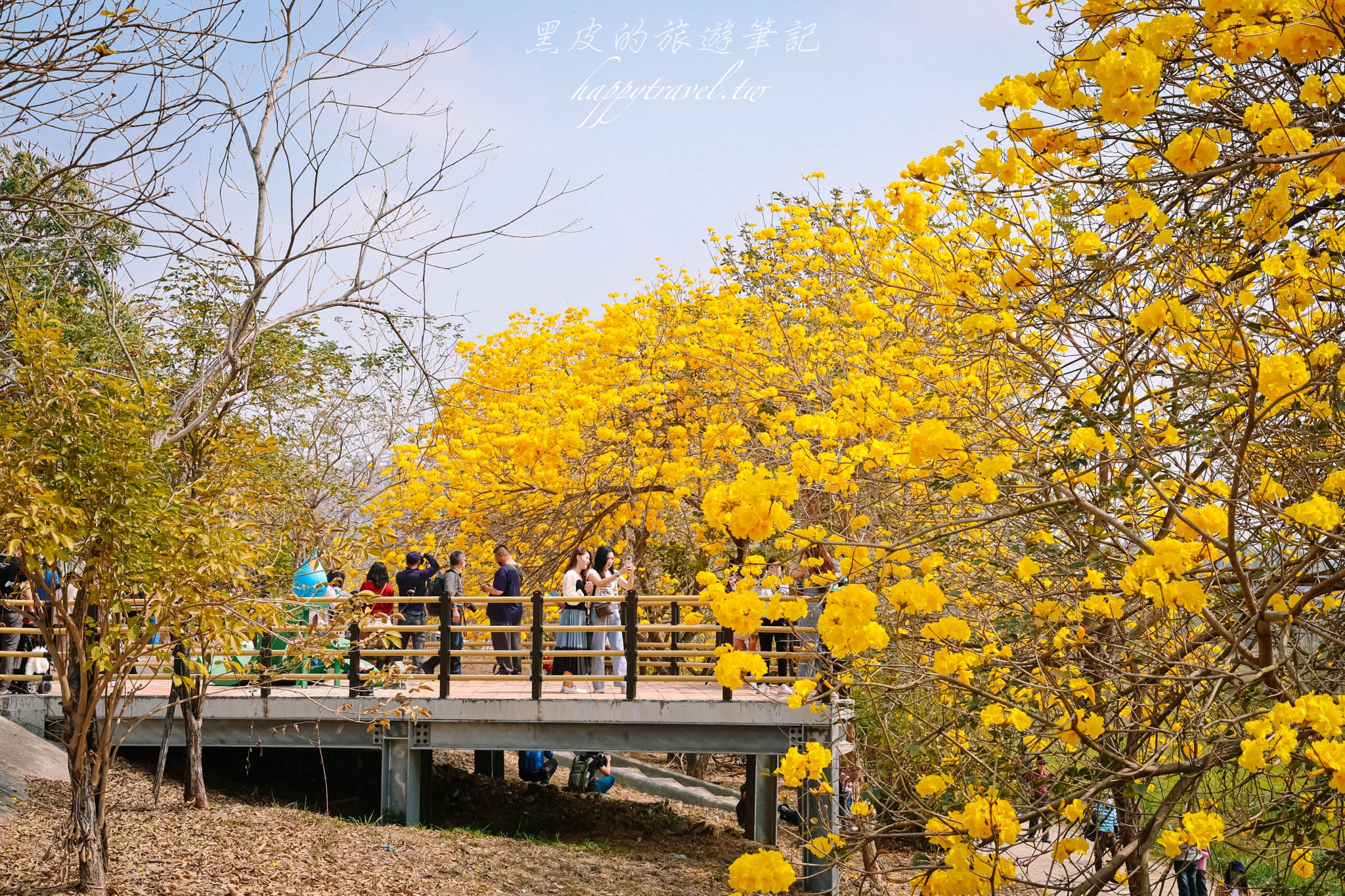 嘉義景點。軍輝橋步道黃花風鈴木｜綿延不絕的絕美黃金步道閃亮登場，怎麼拍都是一系列的韓風美照