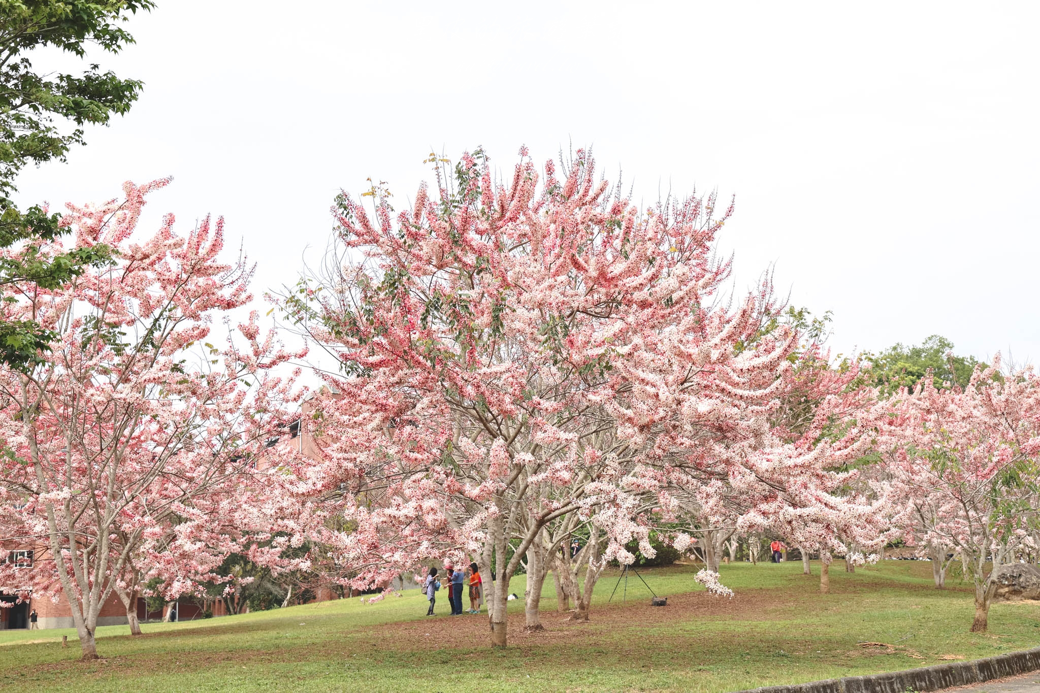 南投景點。暨南大學花旗木林｜校園裡的粉紅雨，讓我們帶著野餐墊來粉嫩的泰國櫻花下野餐吧