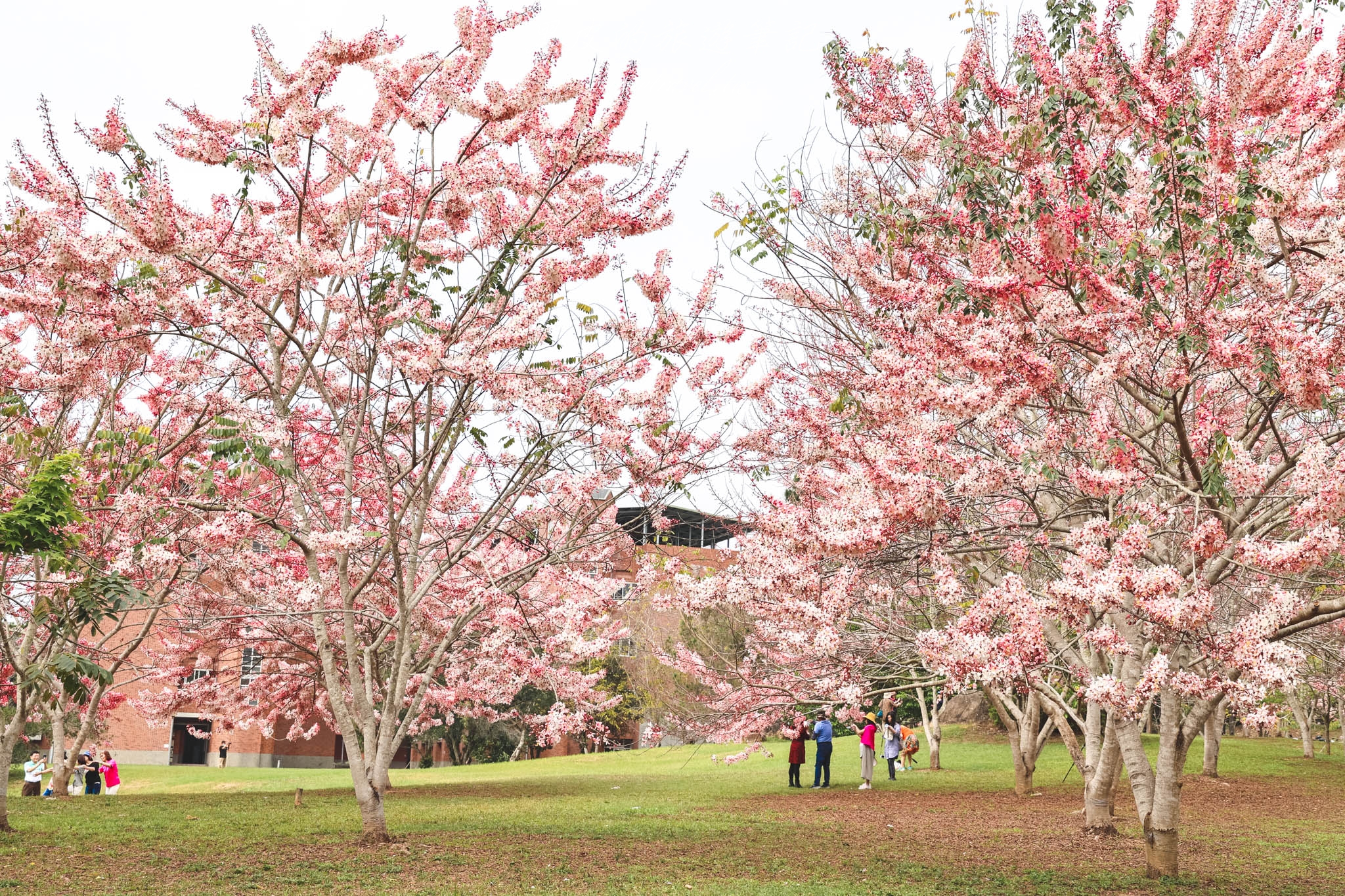 南投景點。暨南大學花旗木林｜校園裡的粉紅雨，讓我們帶著野餐墊來粉嫩的泰國櫻花下野餐吧