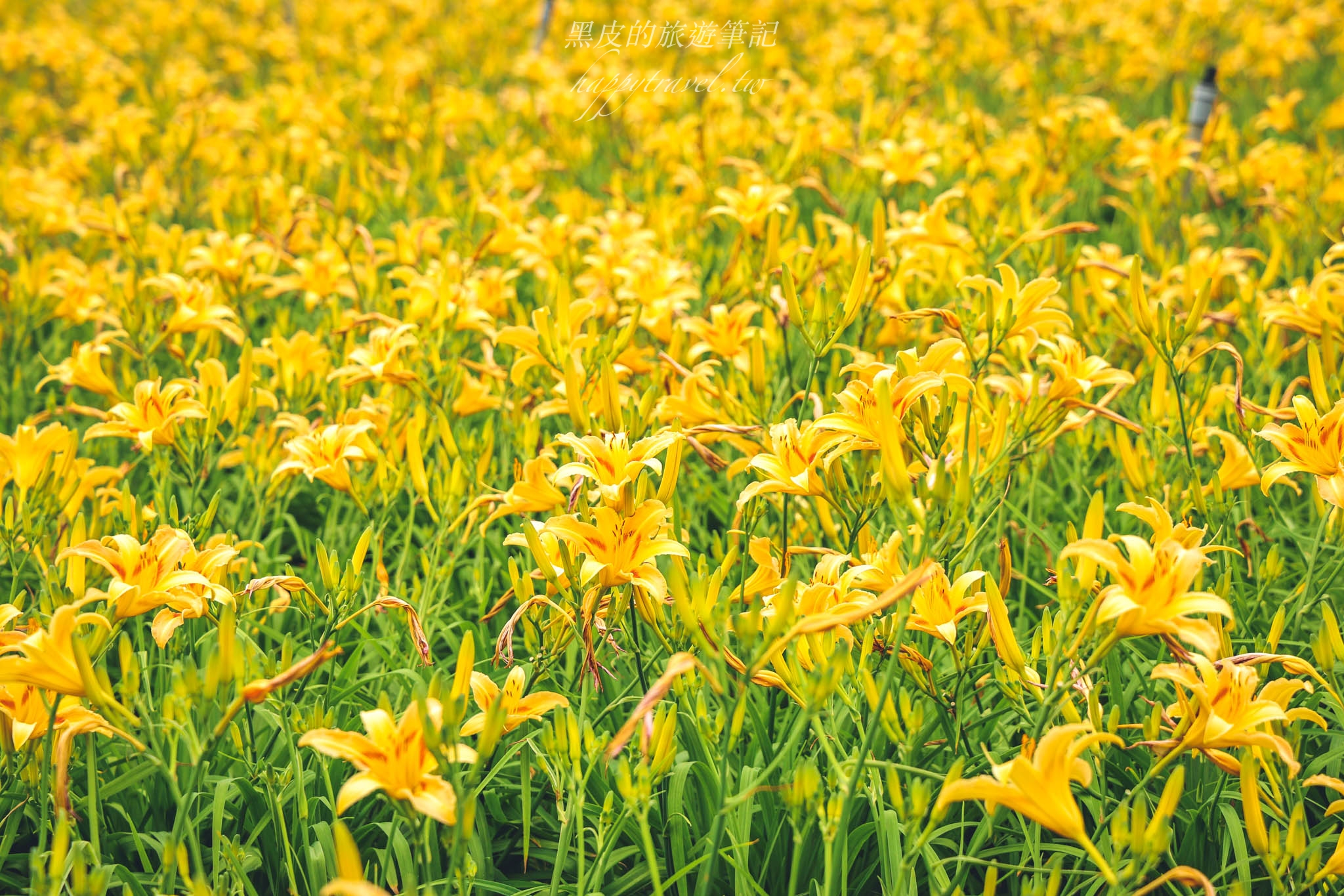 桃園景點。百吉休閒農場金針花｜北台灣面積最大的金針花海，更有忘憂山丘的美名，快走進這片金黃花毯，大溪景點/大溪花海/桃園金針花