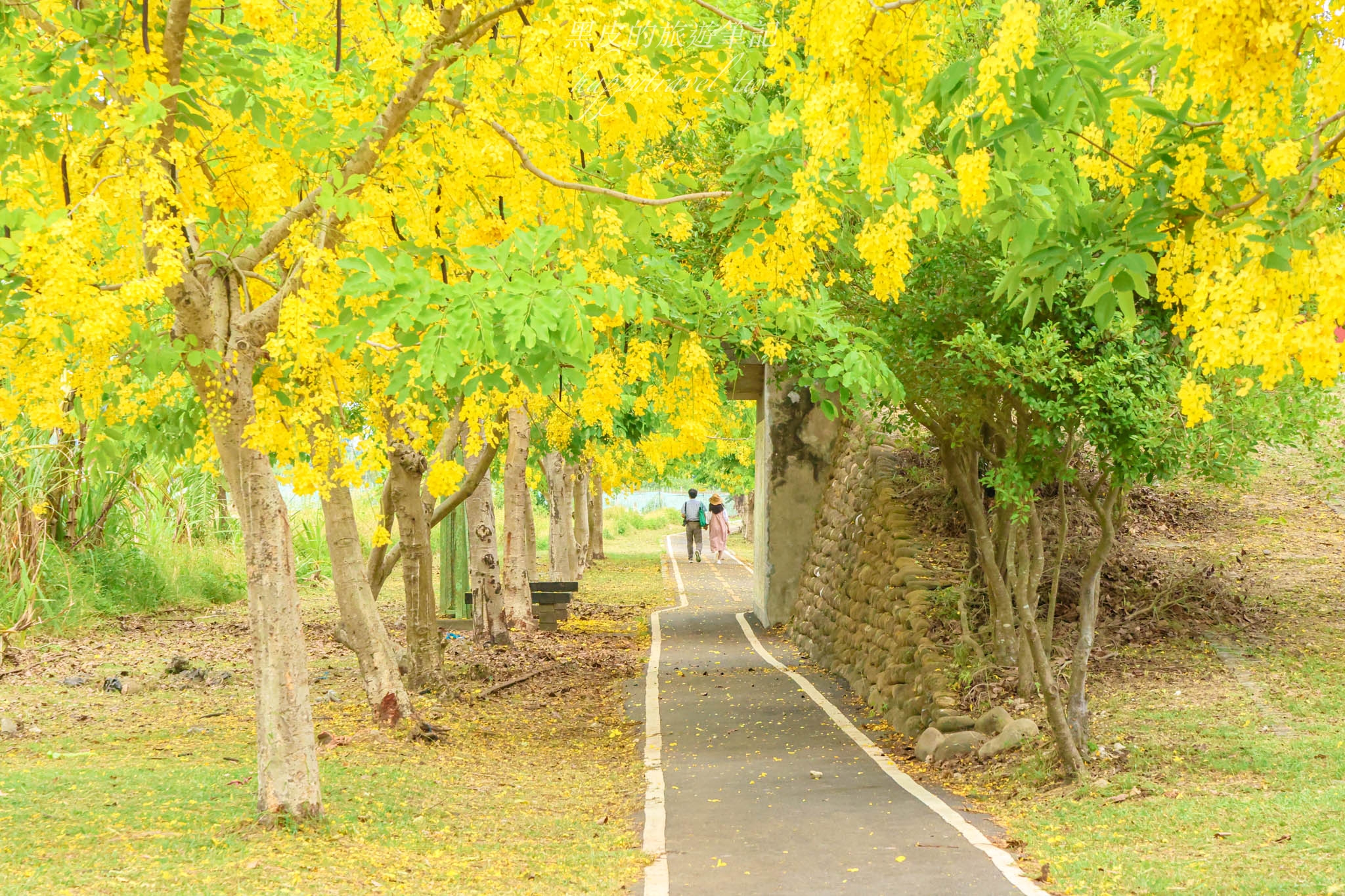 台南景點。台南白河蓮鄉自行車道｜絕美自行車道，在黃金雨下拍出詩畫般的浪漫美照