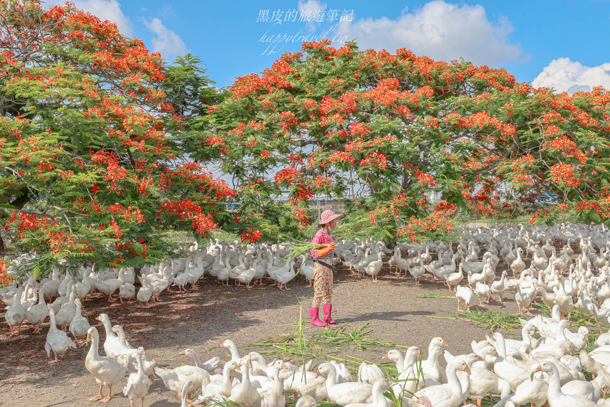 嘉義景點。與白鵝共舞的鳳凰花｜最特別的賞花景點，全台唯一與白鵝共舞的鳳凰花樹