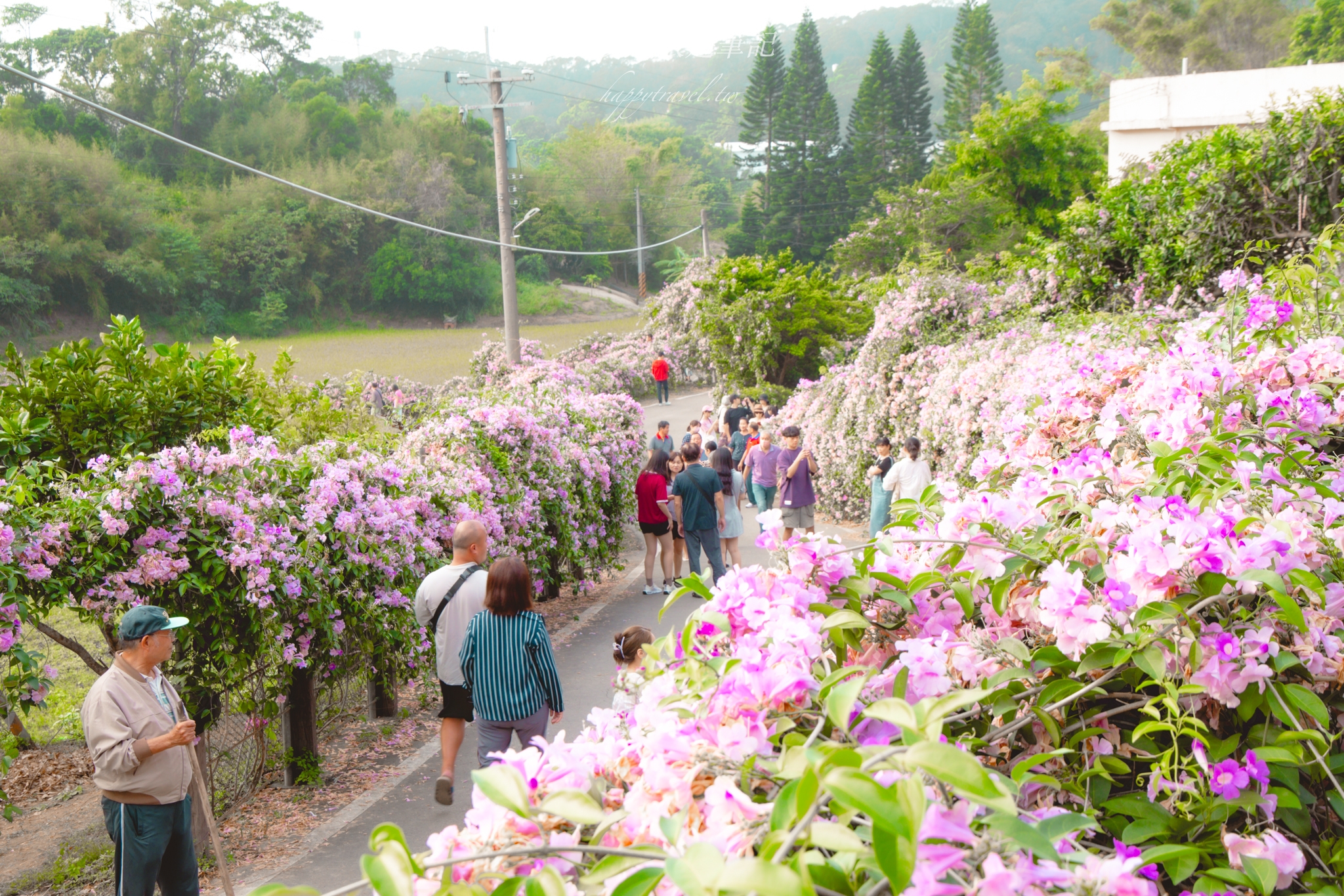 苗栗通霄蒜香藤大道｜長200公尺的夢幻蒜香藤大道，搶拍絕美紫色花瀑