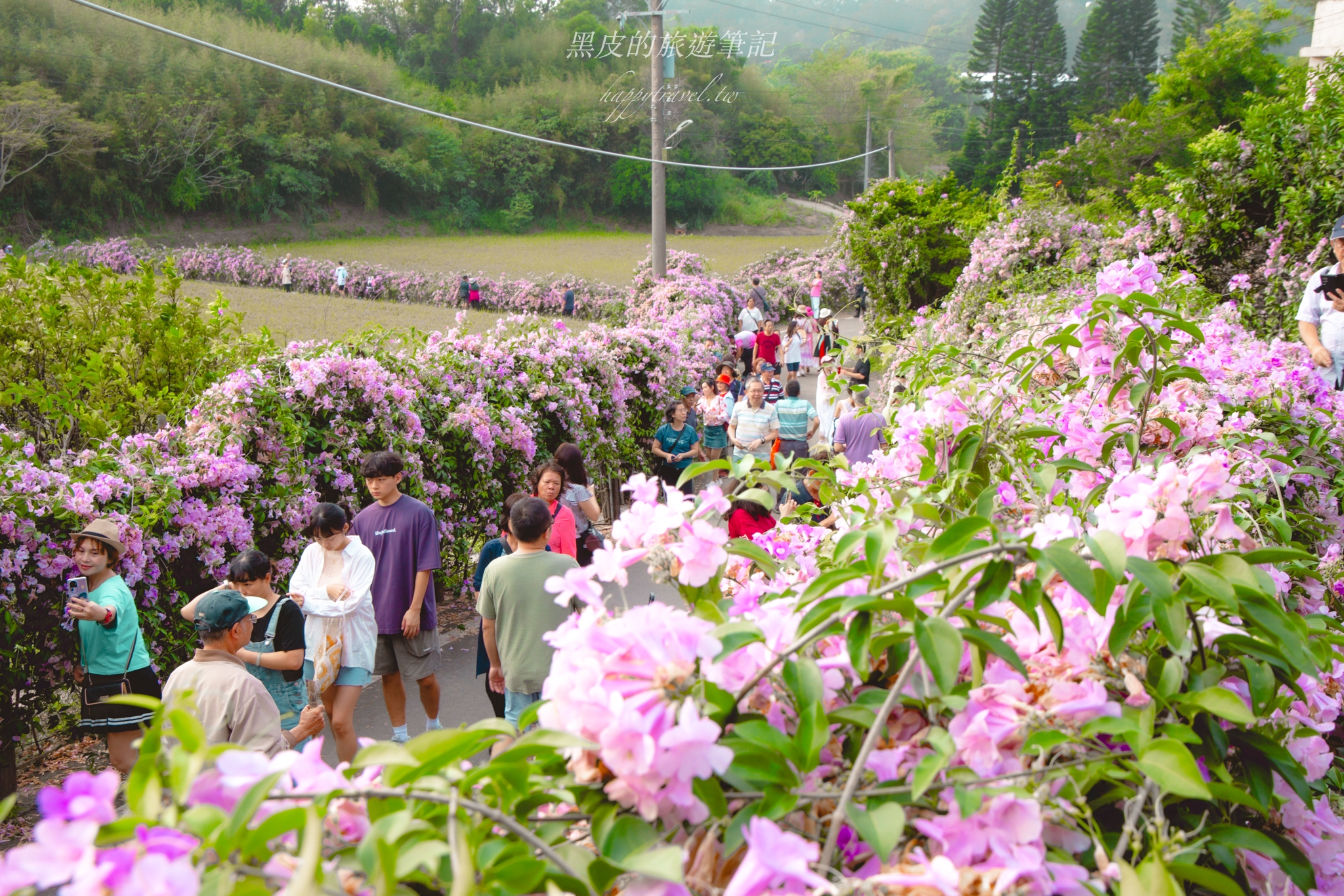 苗栗通霄蒜香藤大道｜長200公尺的夢幻蒜香藤大道，搶拍絕美紫色花瀑