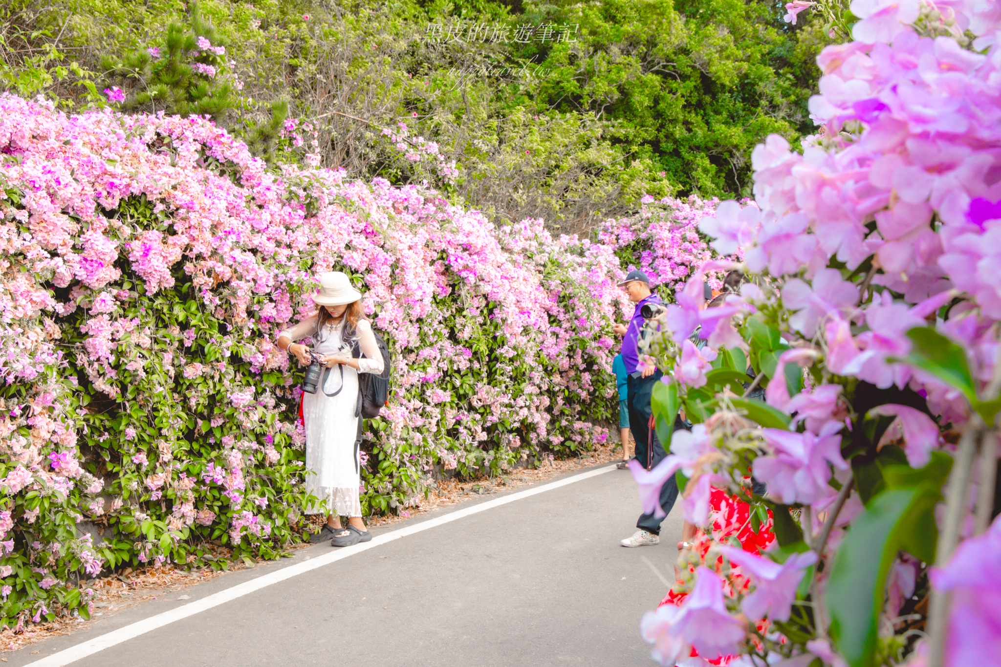 苗栗通霄蒜香藤大道｜長200公尺的夢幻蒜香藤大道，搶拍絕美紫色花瀑