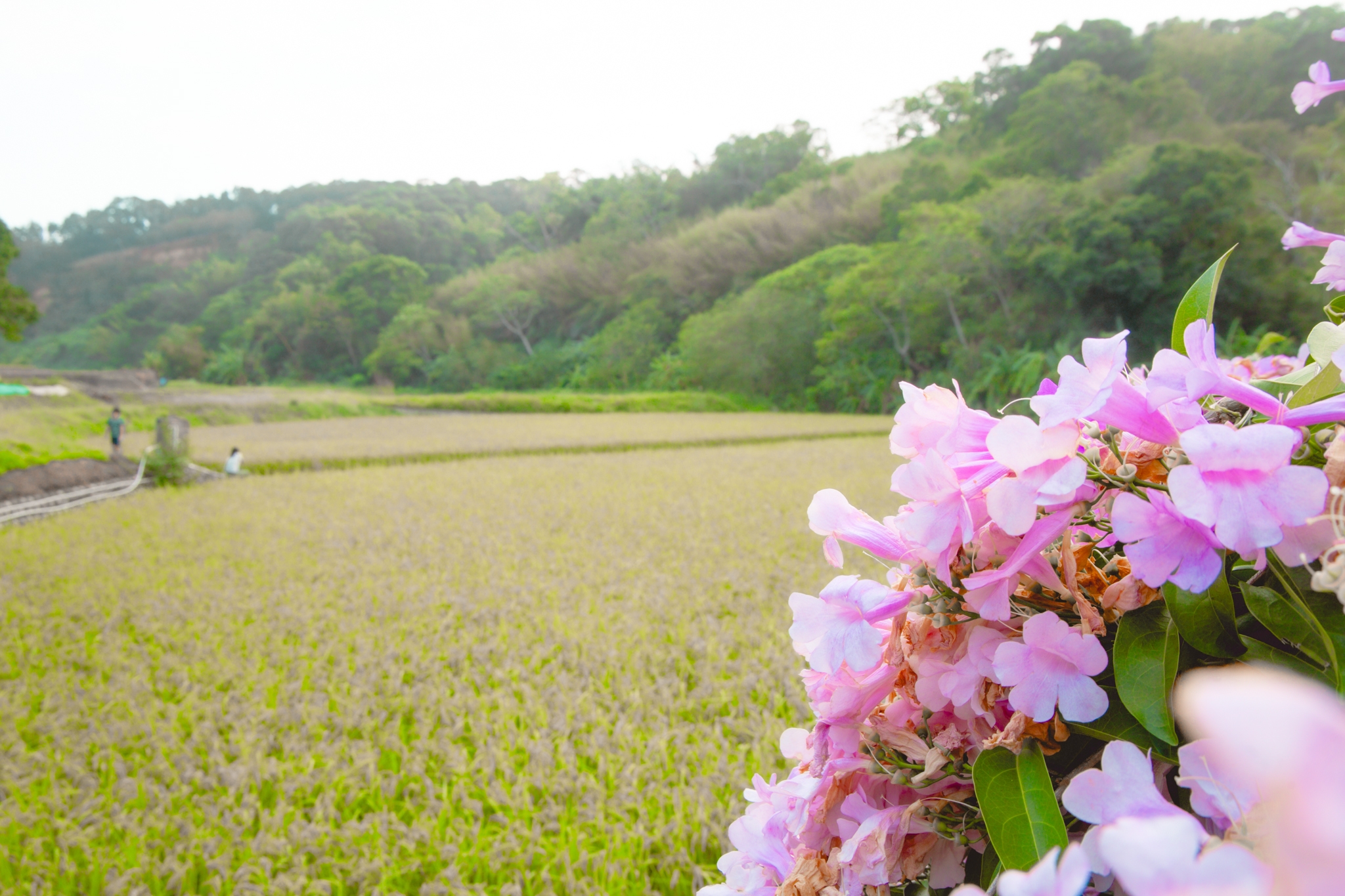 苗栗通霄蒜香藤大道｜長200公尺的夢幻蒜香藤大道，搶拍絕美紫色花瀑