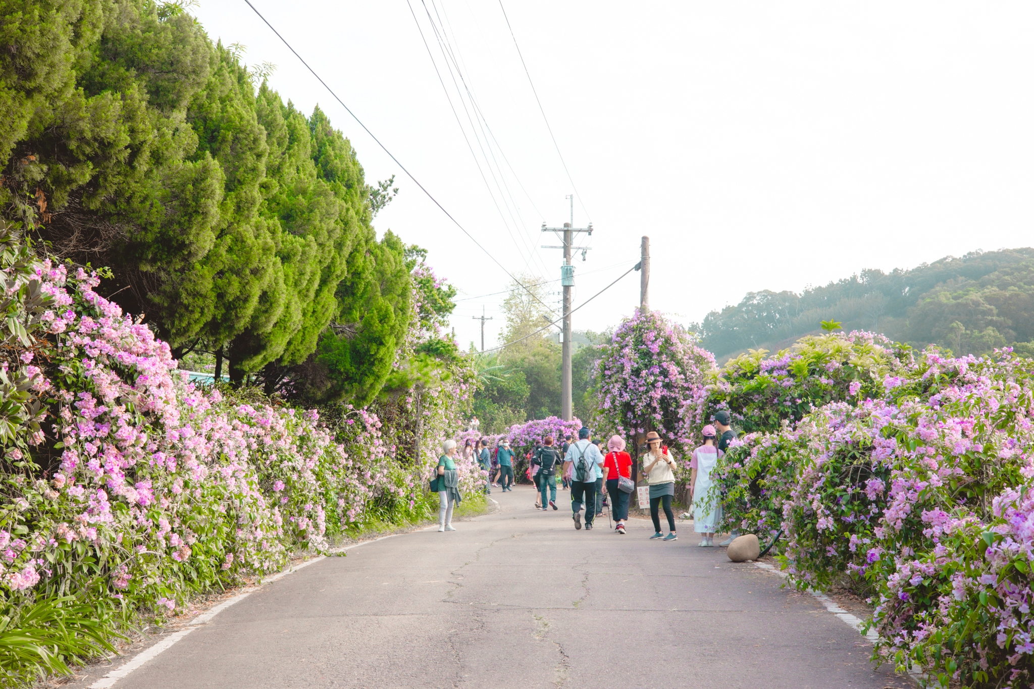 苗栗通霄蒜香藤大道｜長200公尺的夢幻蒜香藤大道，搶拍絕美紫色花瀑