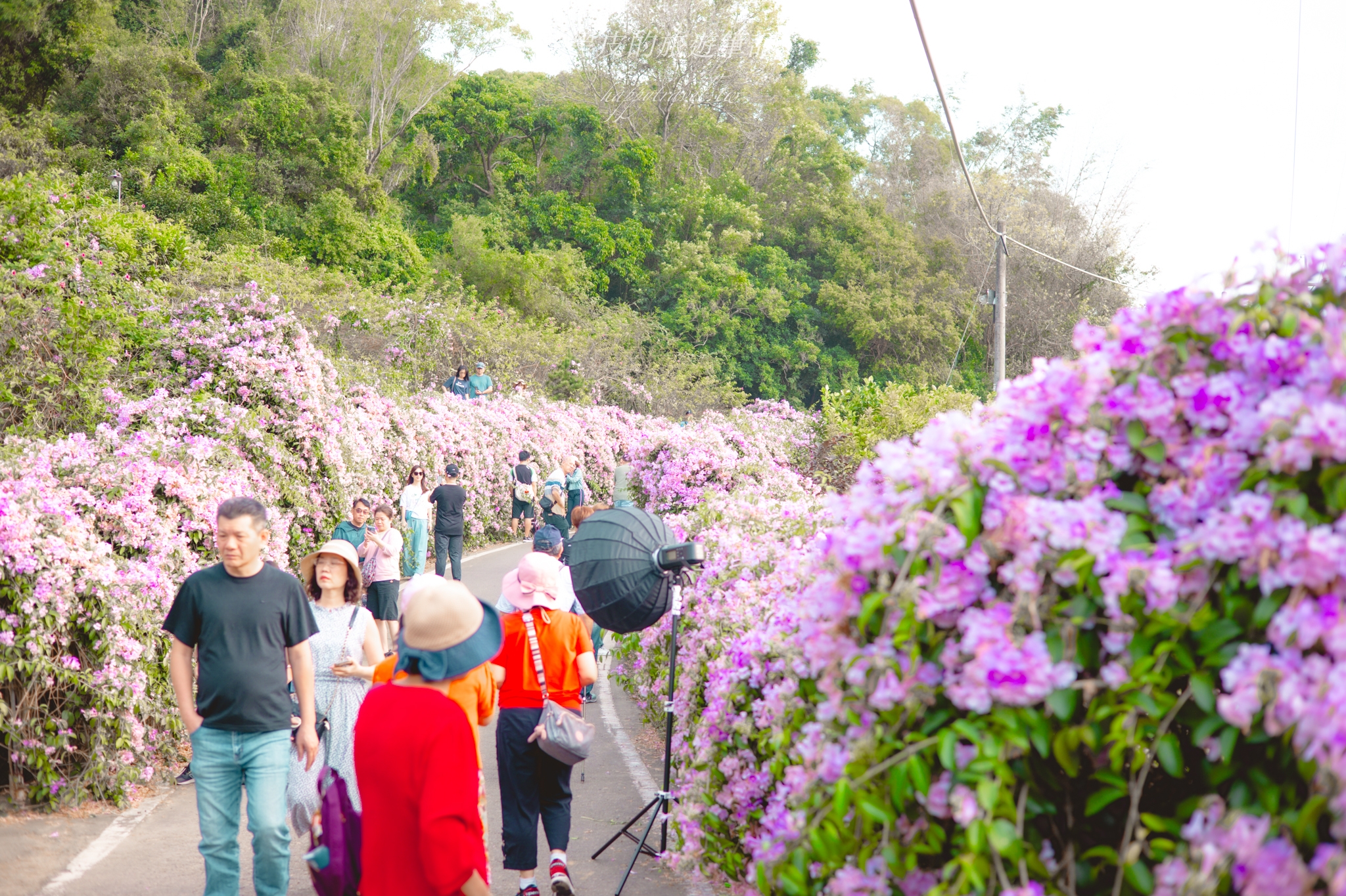 苗栗通霄蒜香藤大道｜長200公尺的夢幻蒜香藤大道，搶拍絕美紫色花瀑