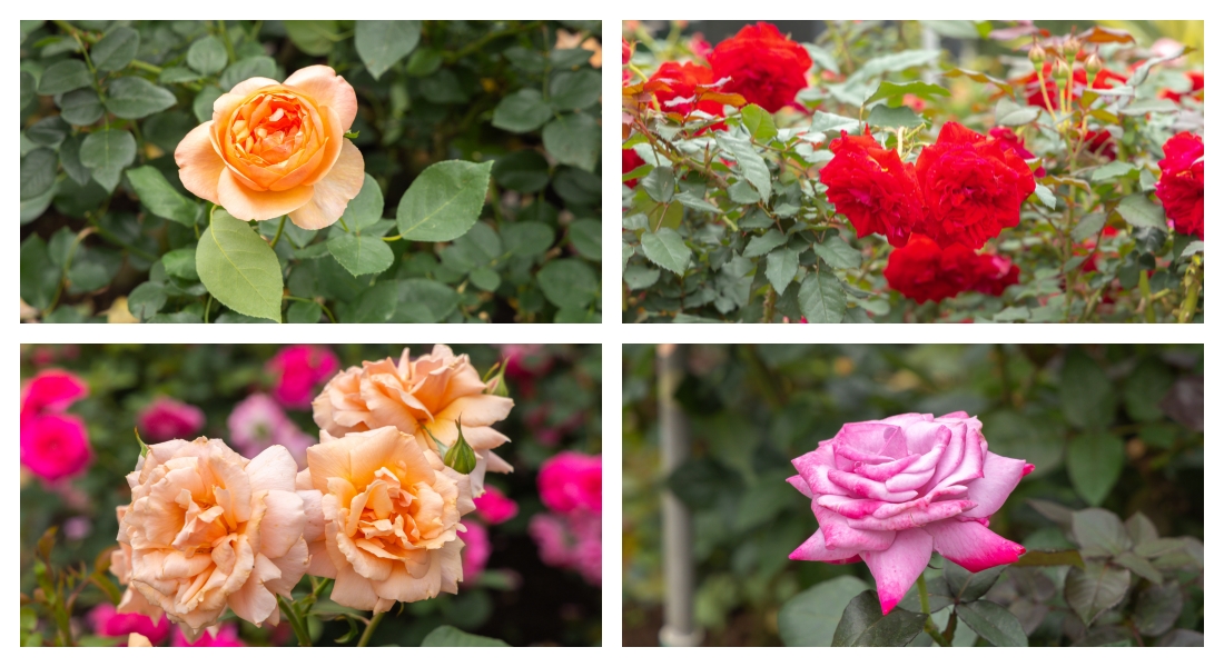 桃園楊梅。雅聞魅力博覽館｜免門票的玫瑰莊園，數十種玫瑰品種齊放，打造最美的異國玫瑰園。楊梅景點