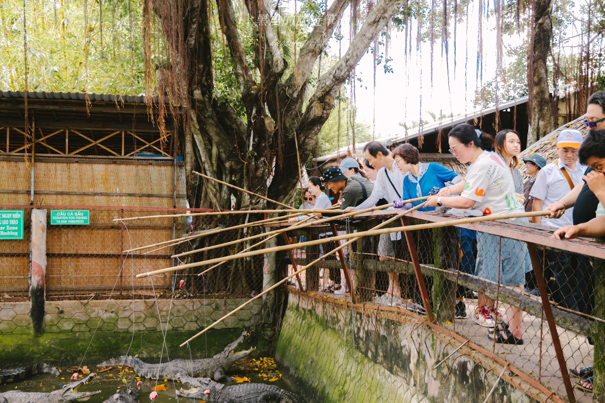 湄公河美食餐廳 『khu du lich con phung ben tre – Con Phung』體驗釣鱷魚還有品味傳說站立的魚