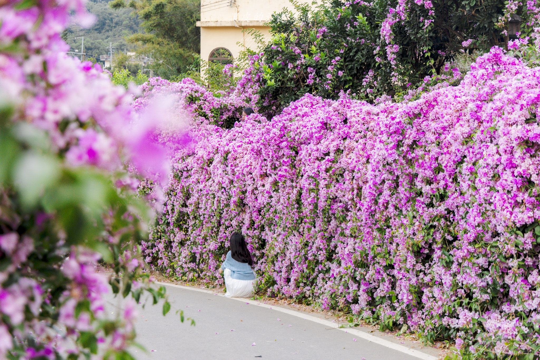 苗栗通霄蒜香藤