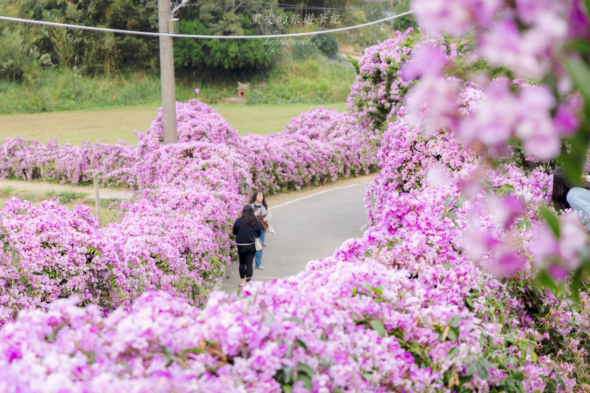 苗栗通霄蒜香藤大道｜長200公尺的夢幻蒜香藤大道，搶拍絕美紫色花瀑