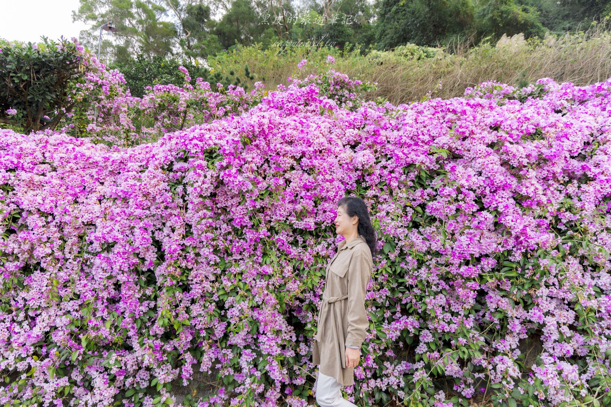 苗栗通霄蒜香藤