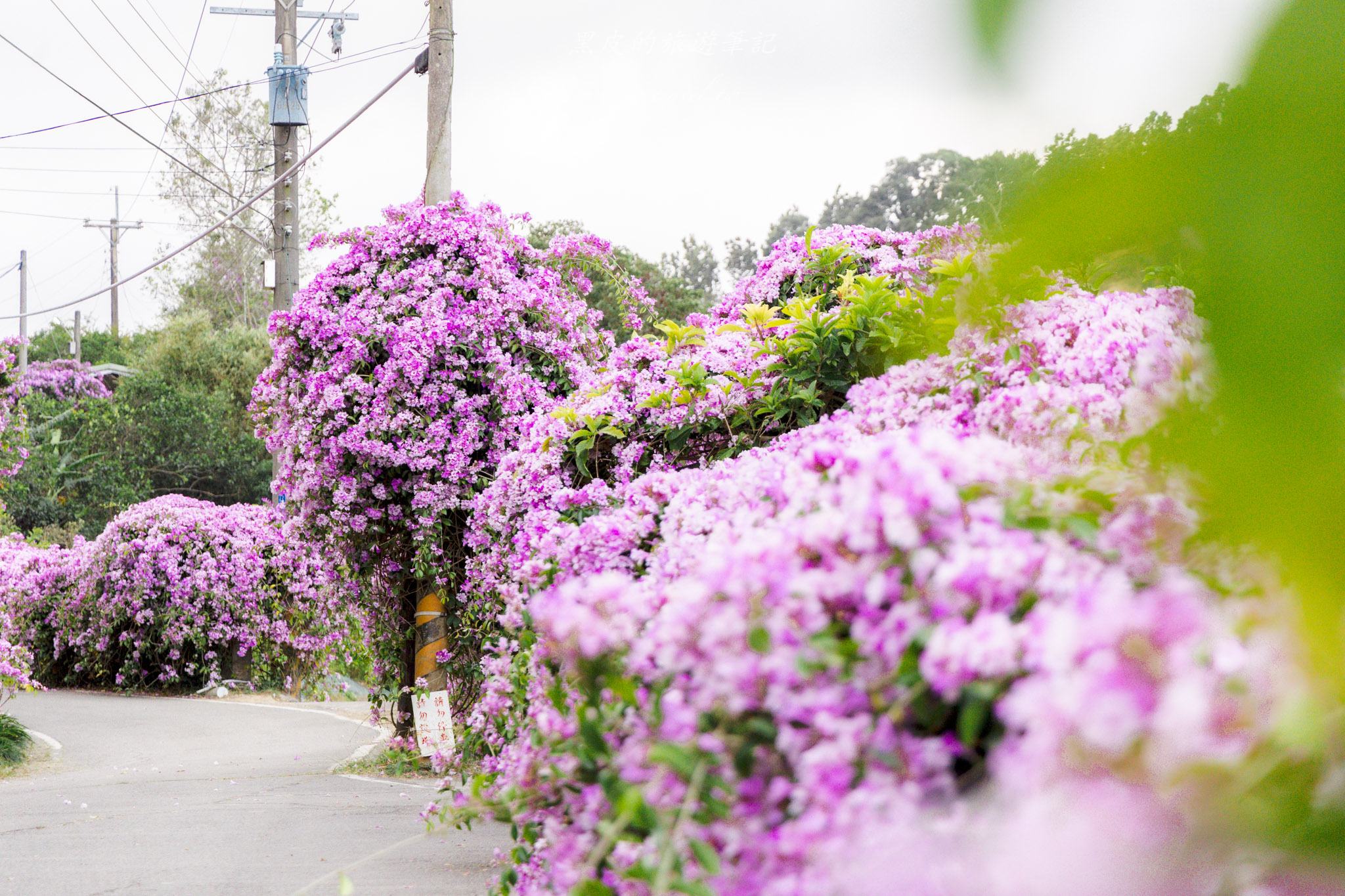苗栗通霄蒜香藤