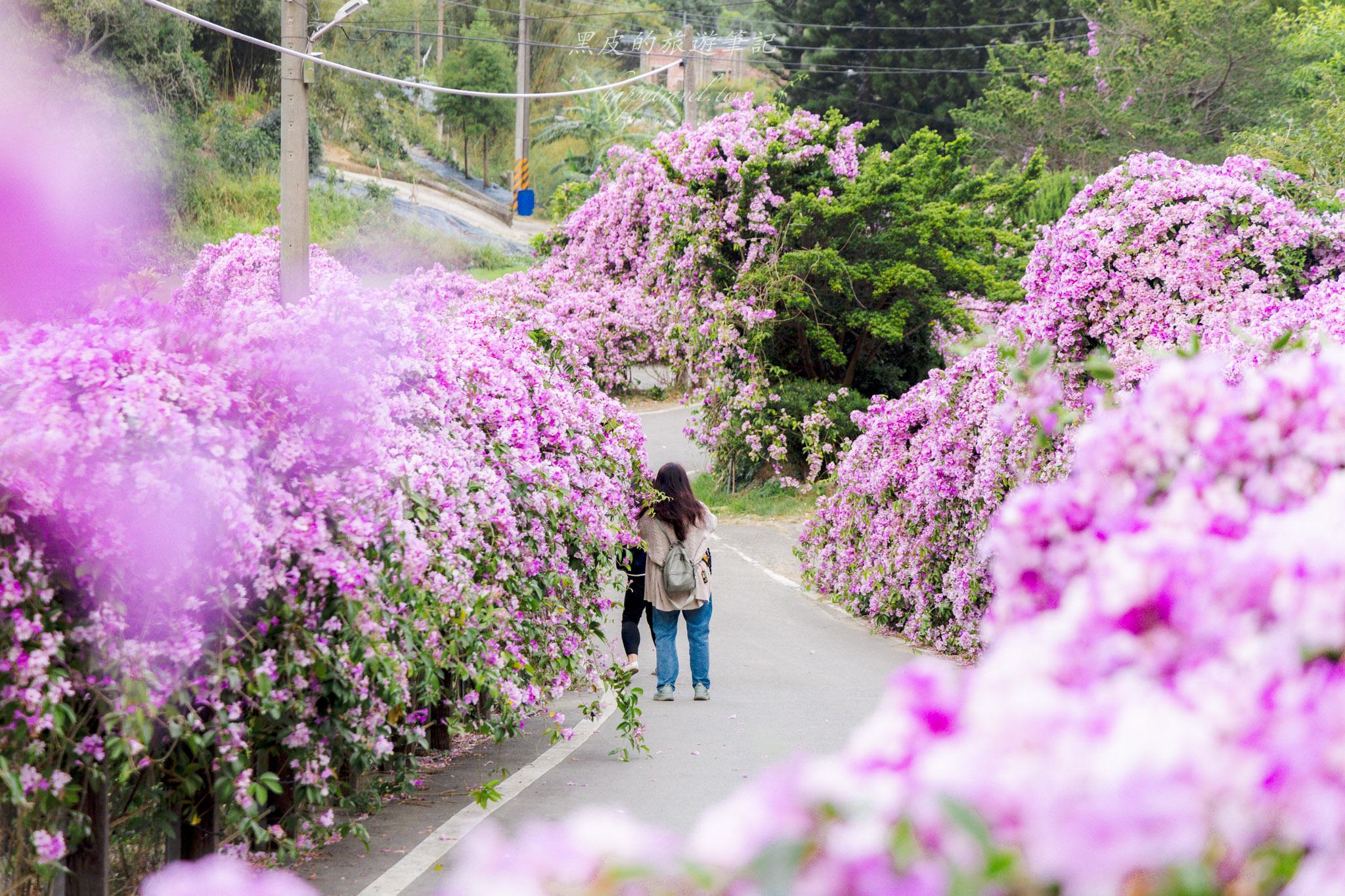 苗栗通霄蒜香藤