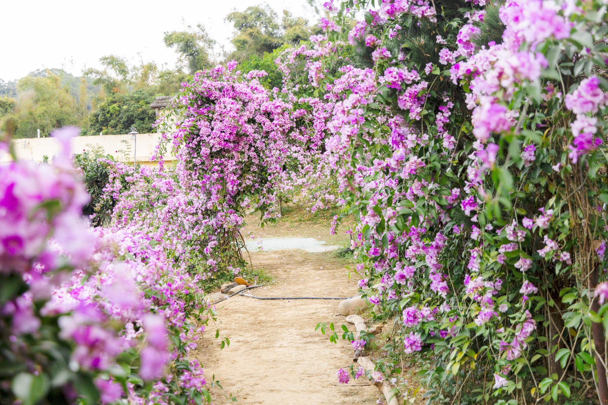苗栗通霄蒜香藤