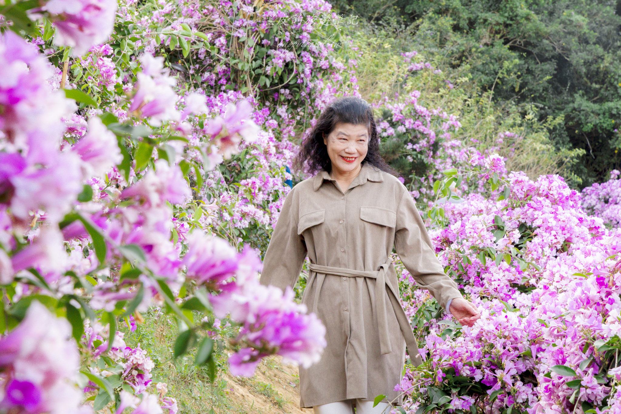 苗栗通霄蒜香藤