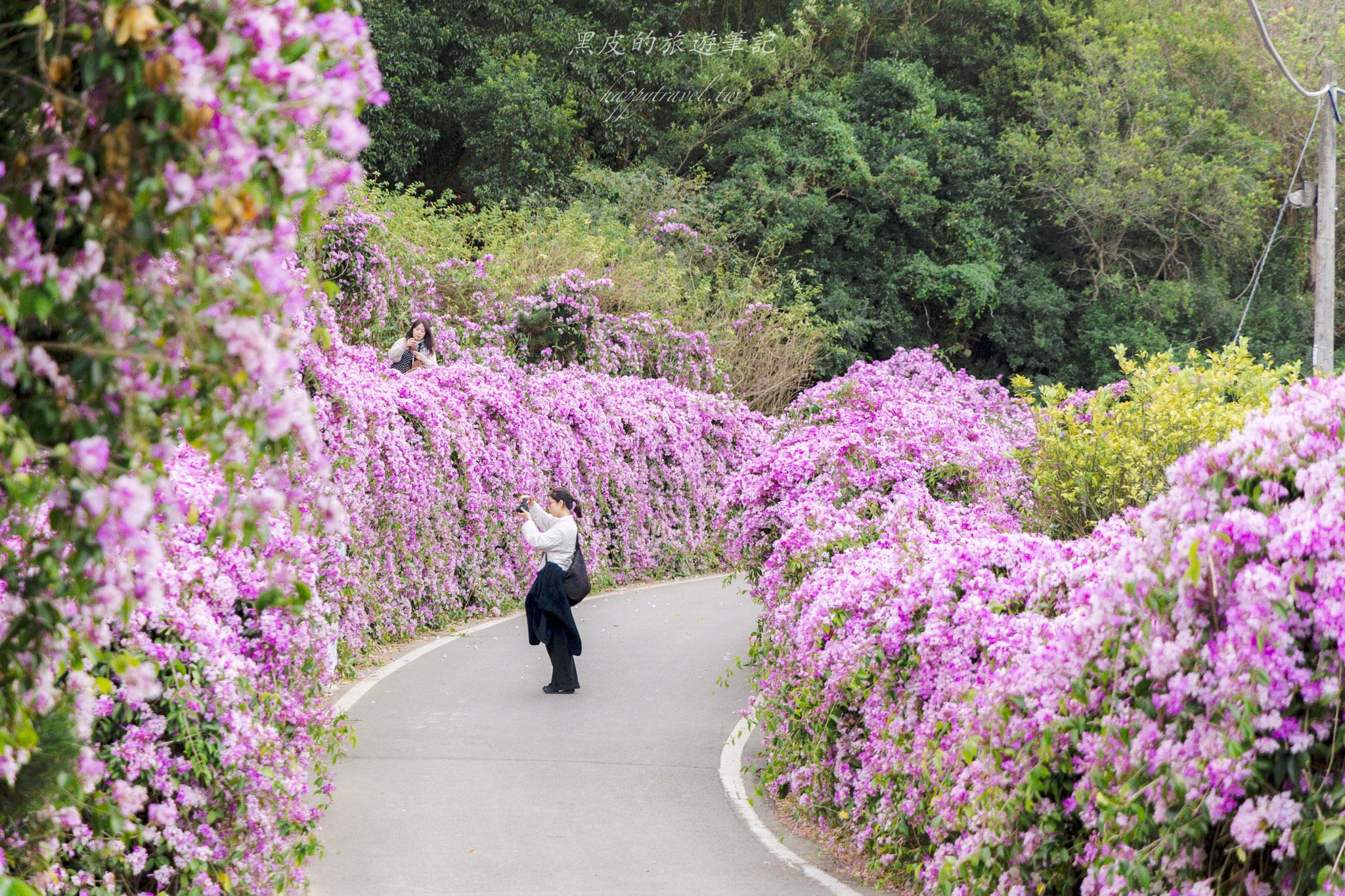 苗栗通霄蒜香藤