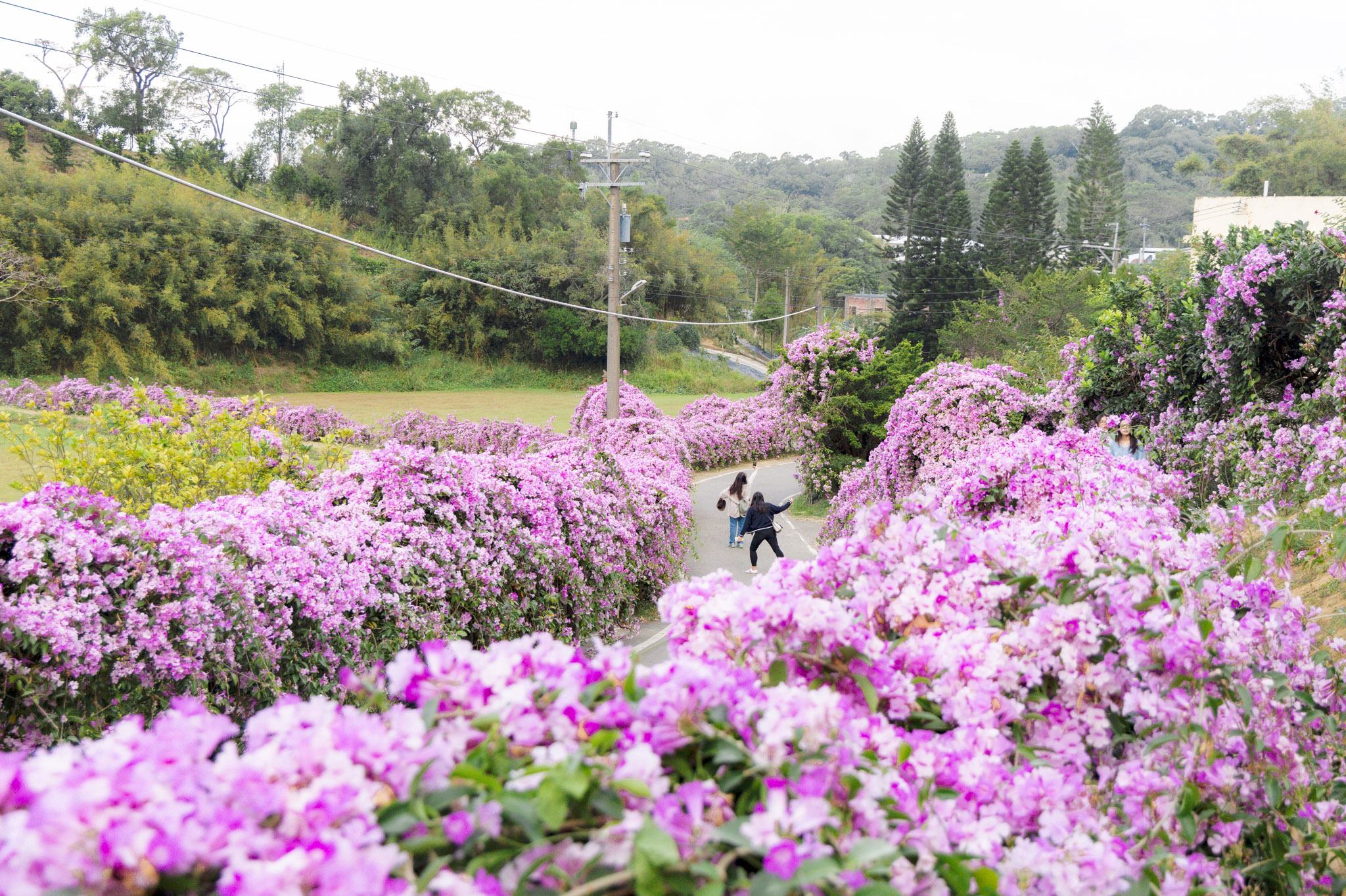 苗栗通霄蒜香藤