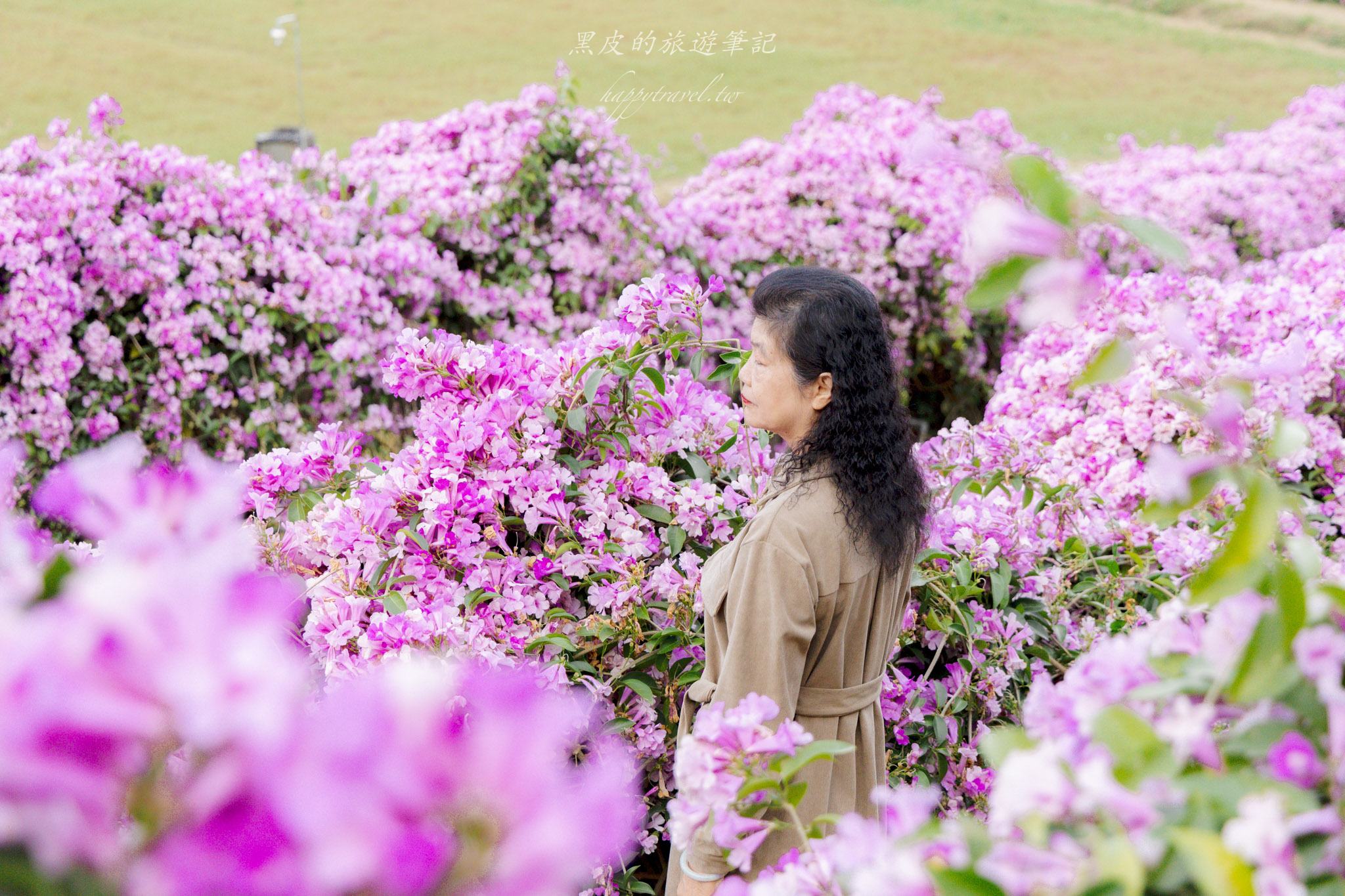 苗栗通霄蒜香藤