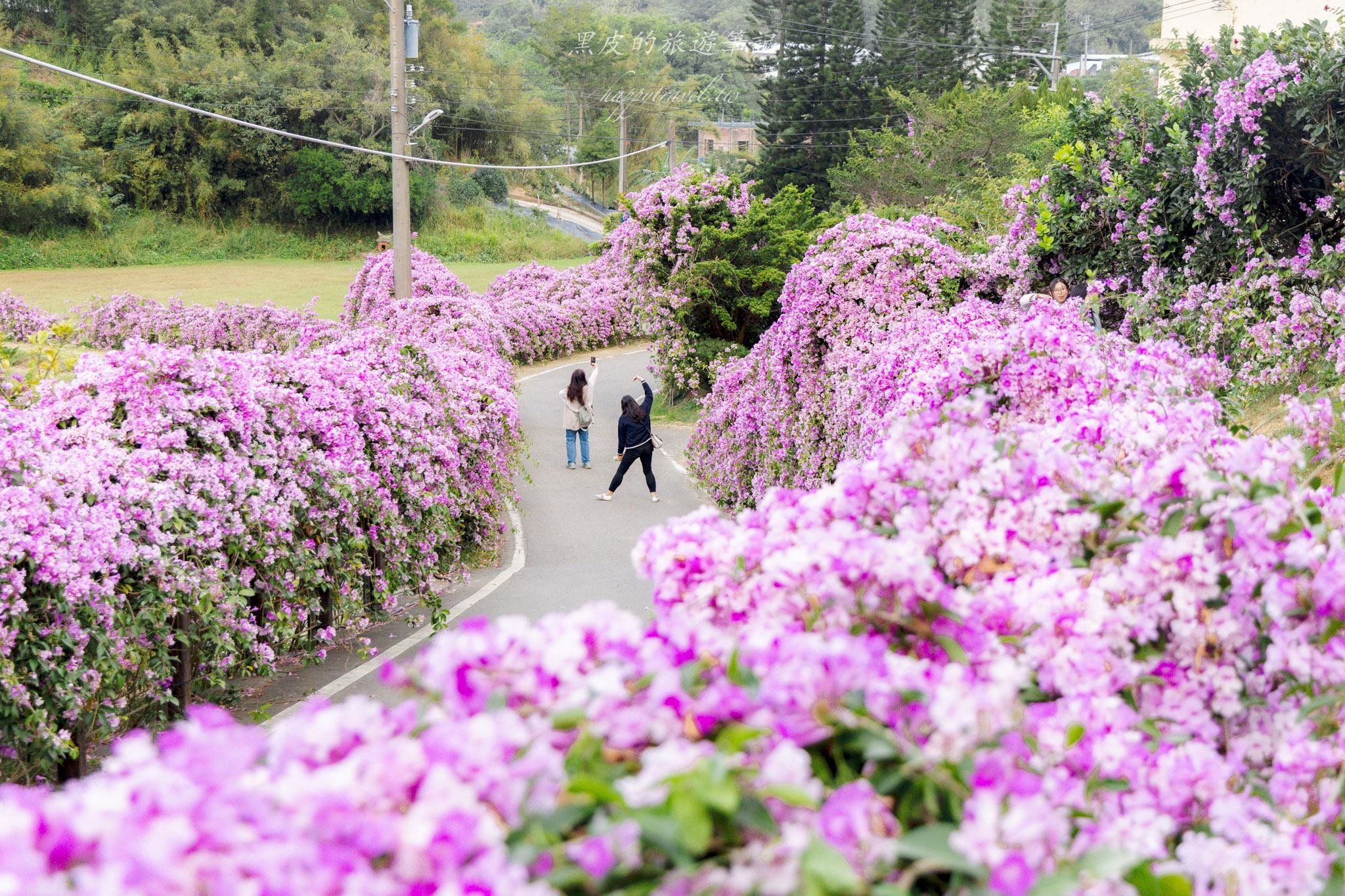 苗栗通霄蒜香藤