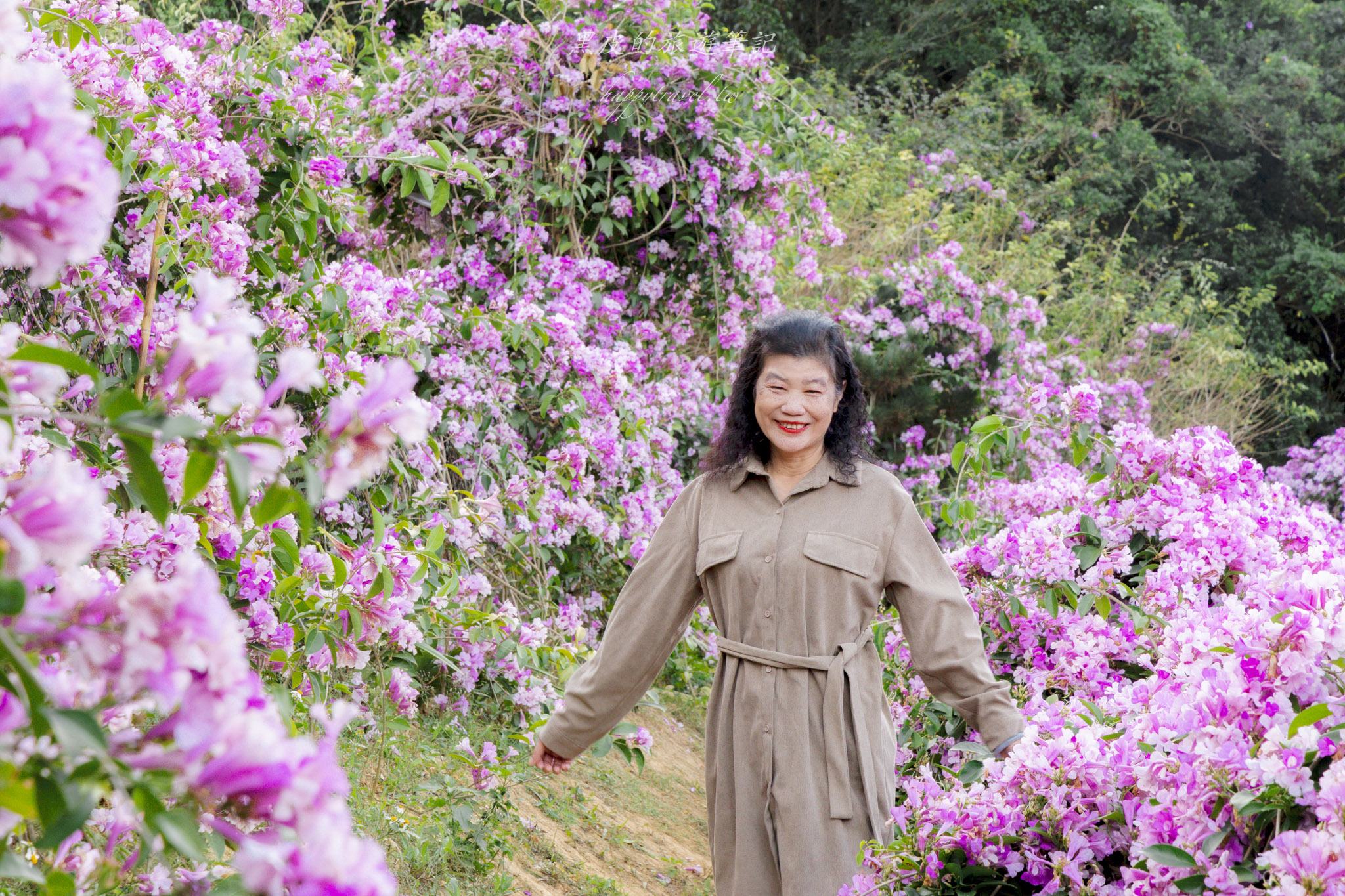 苗栗通霄蒜香藤