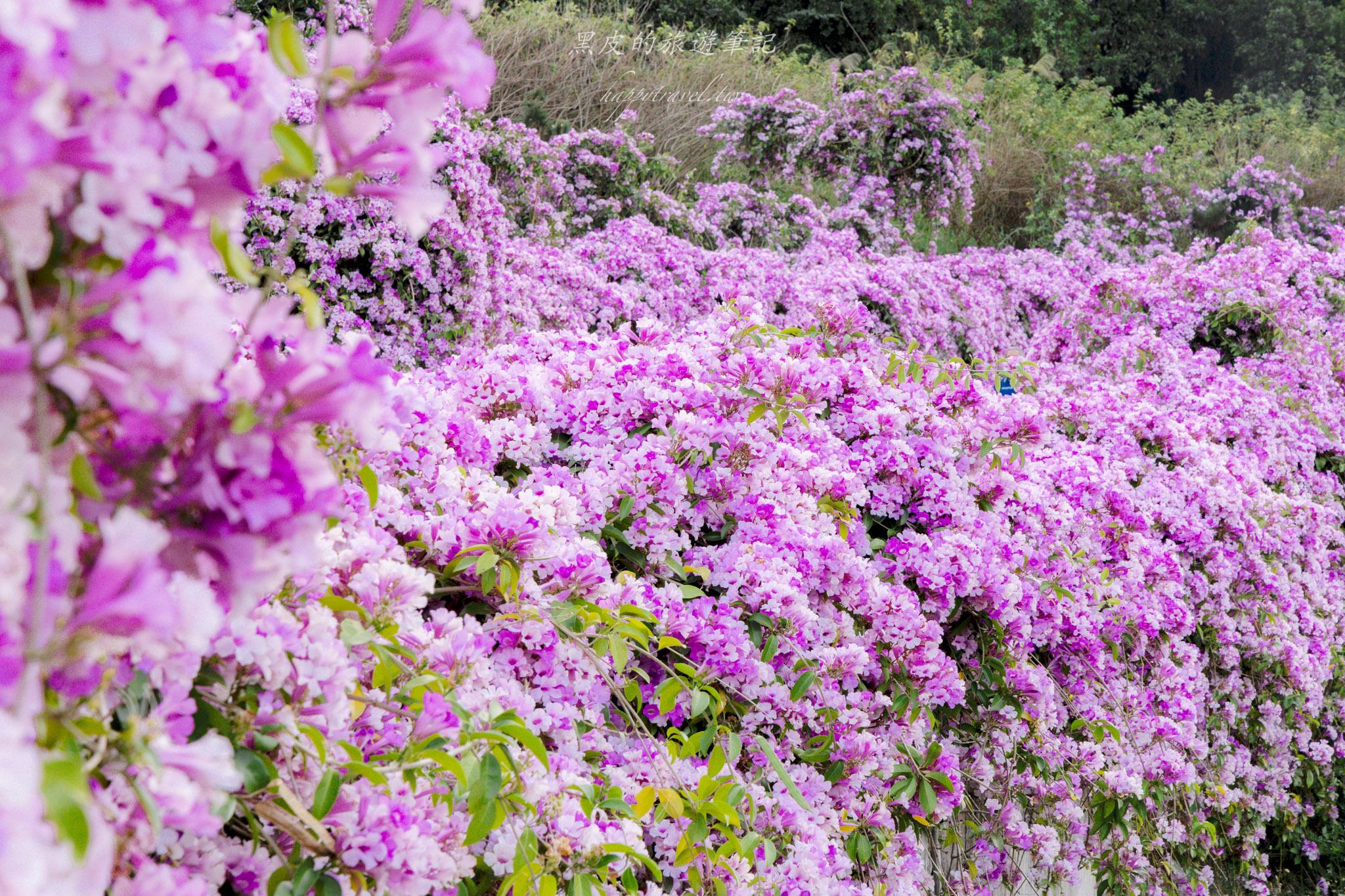 苗栗通霄蒜香藤