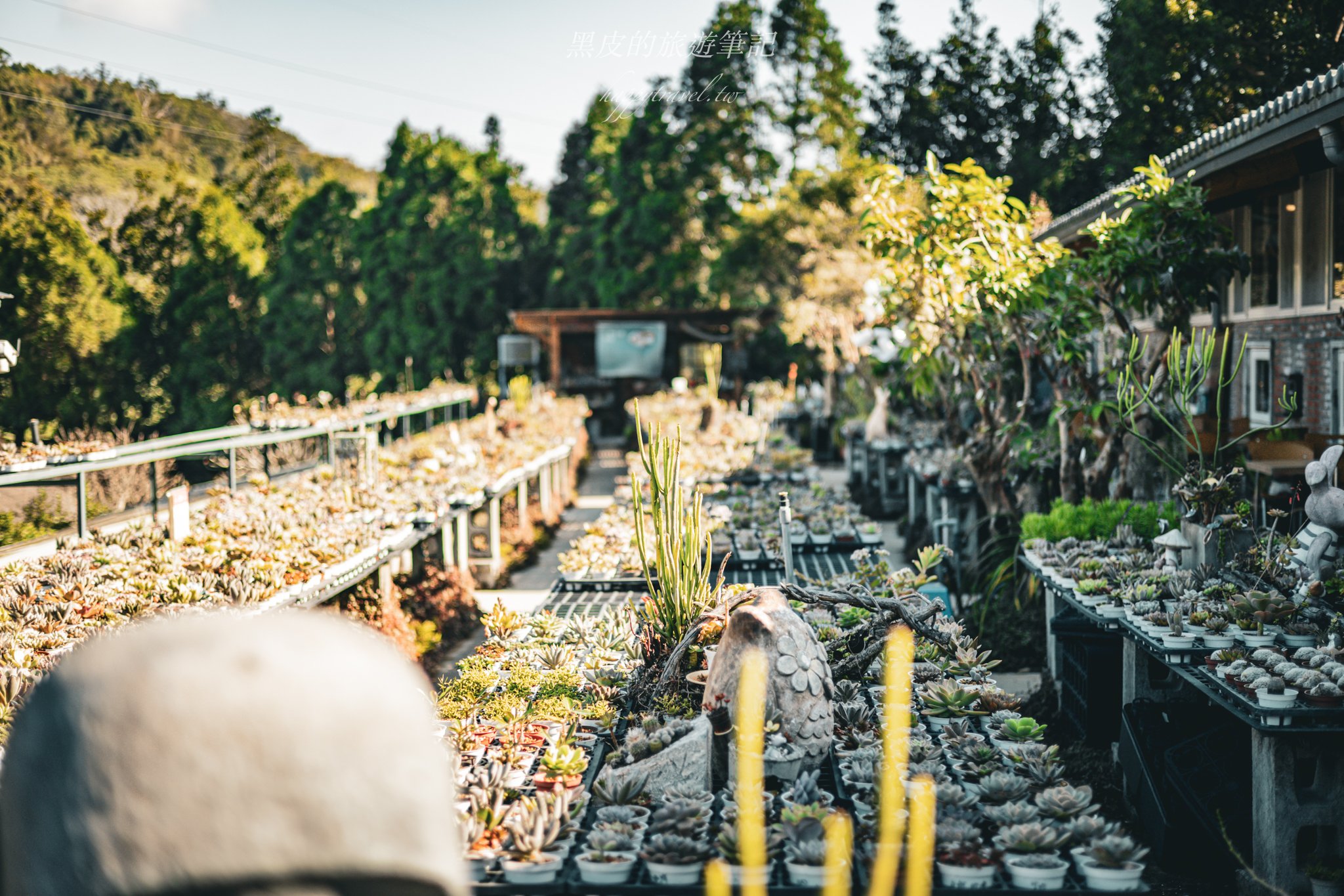 繞山花（三和青創基地）｜多肉植物秘境，龍潭半日遊親子景點